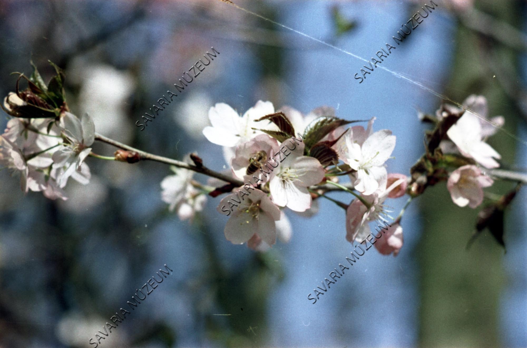 Prunus yedoensis? (Savaria Megyei Hatókörű Városi Múzeum, Szombathely CC BY-NC-SA)
