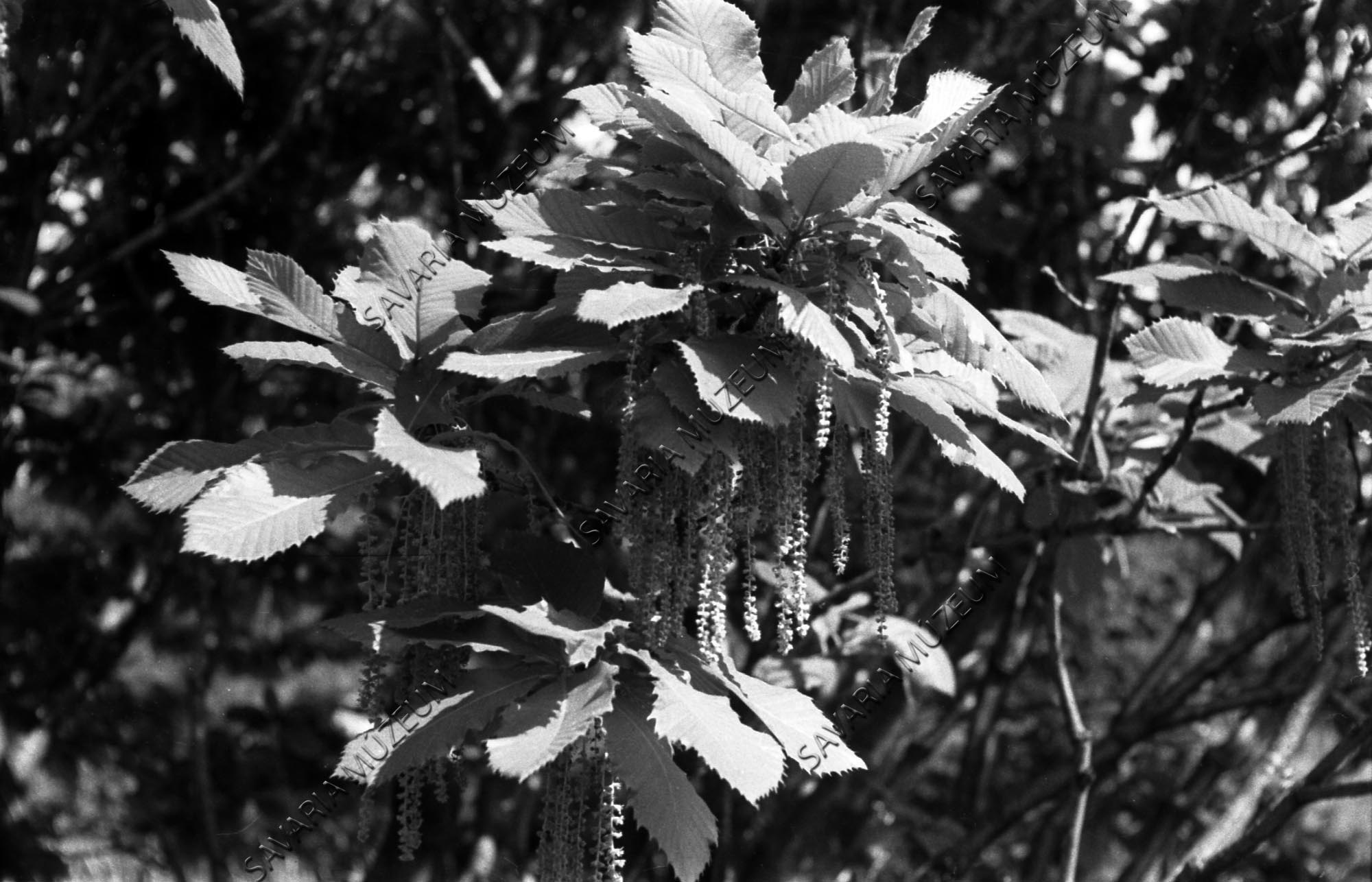Quercus pontica barkás ágrészlet (Savaria Megyei Hatókörű Városi Múzeum, Szombathely CC BY-NC-SA)