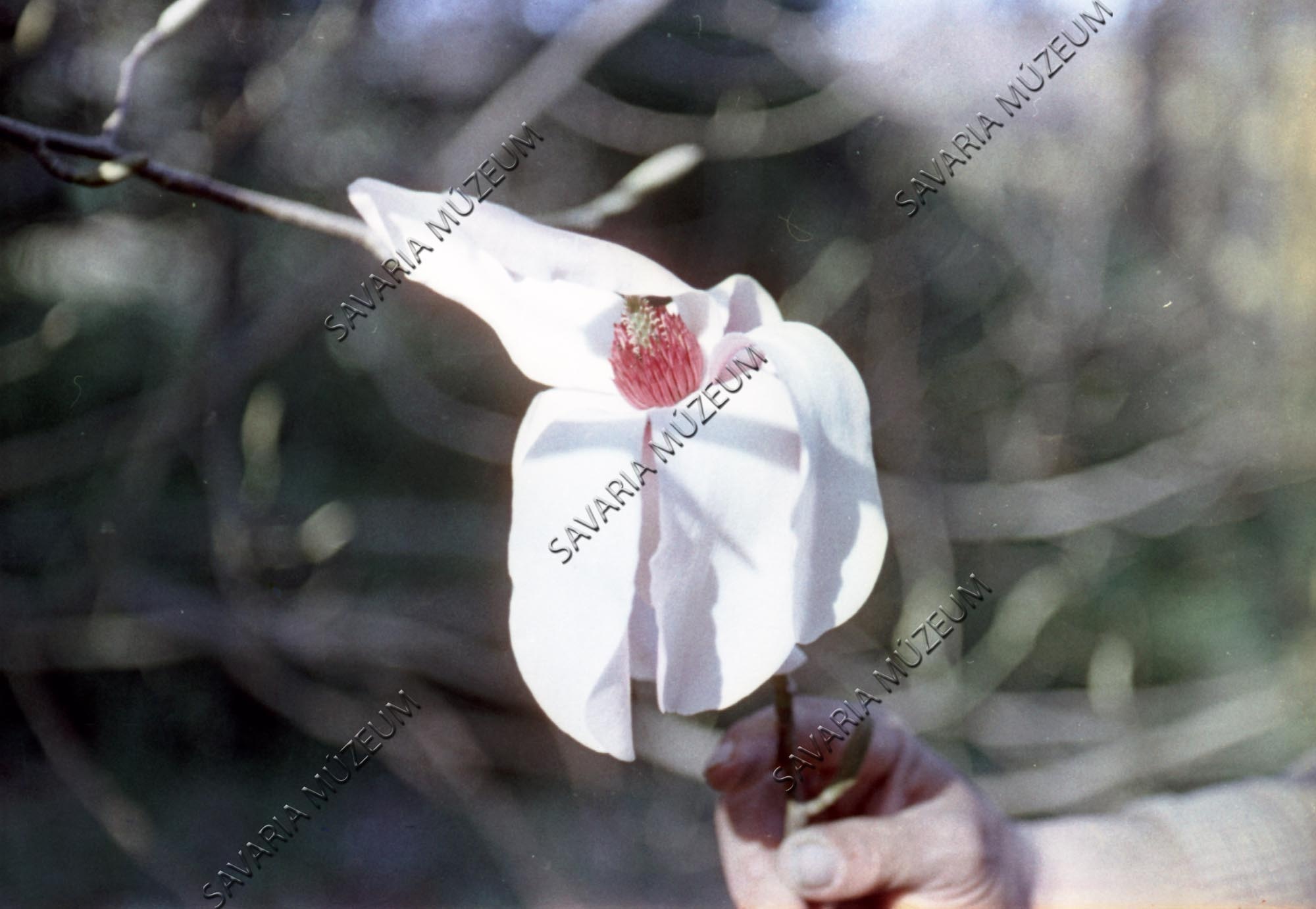 Magnolia dawsoniana Rehd et Wils. (Savaria Megyei Hatókörű Városi Múzeum, Szombathely CC BY-NC-SA)
