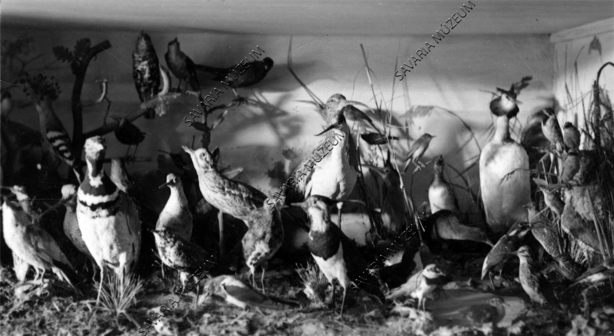 Részlet Molnár Lajos (Molnaszecsőd) madárgyűjteményéből (Savaria Megyei Hatókörű Városi Múzeum, Szombathely CC BY-NC-SA)