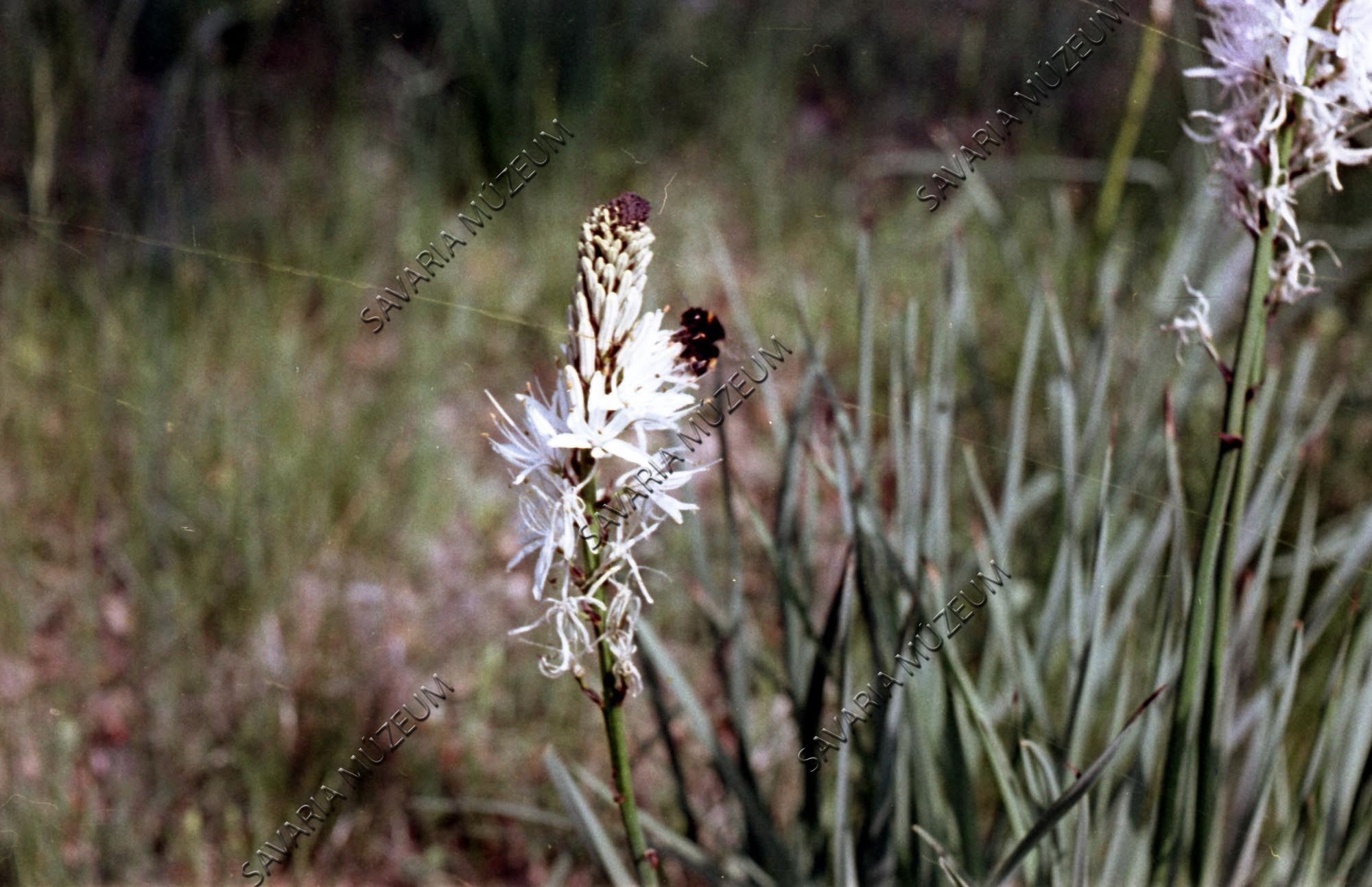 Asphodelus albus virágzat poszméhhel (Savaria Megyei Hatókörű Városi Múzeum, Szombathely CC BY-NC-SA)