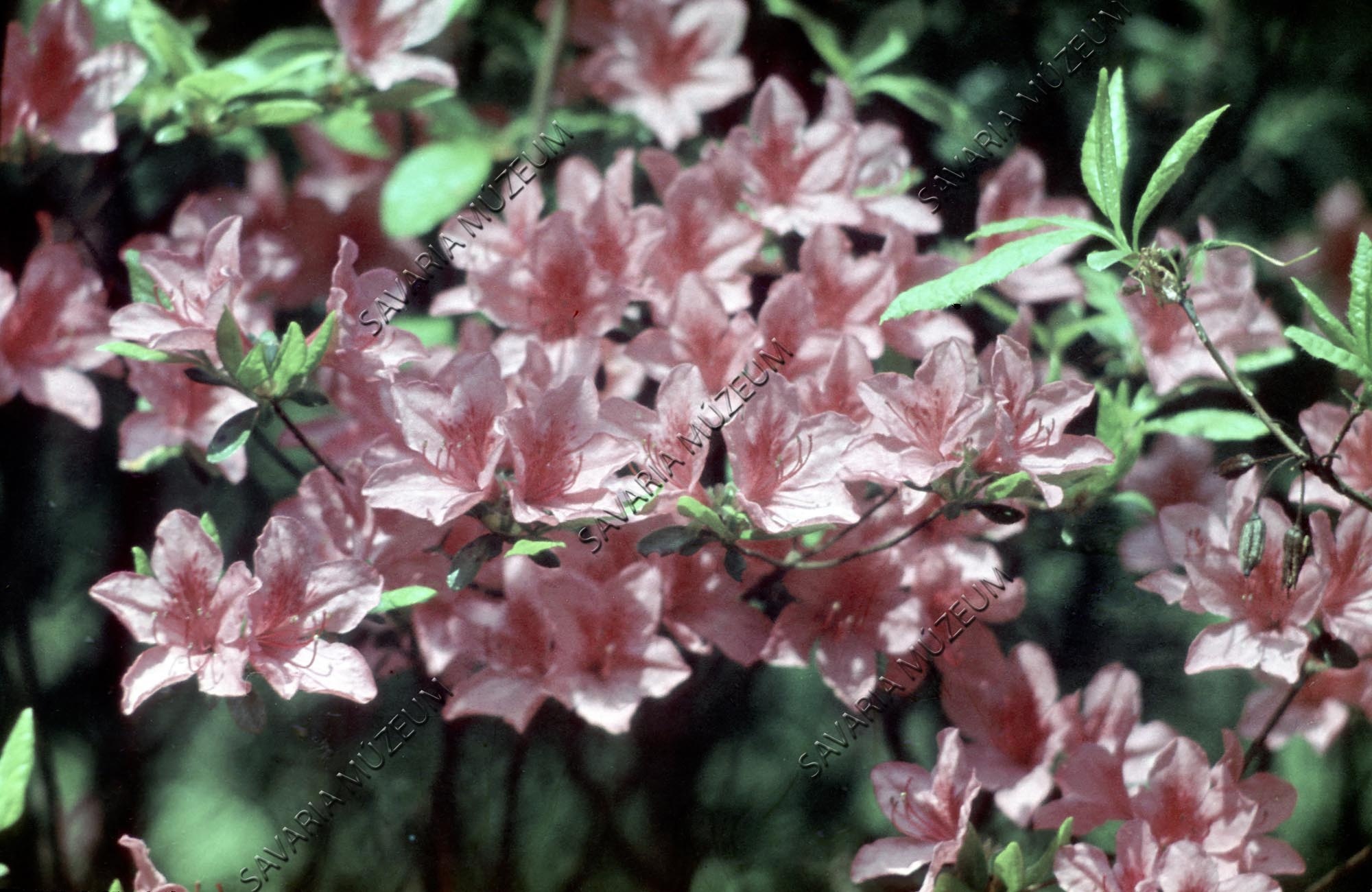 Rhododendron virágok (Savaria Megyei Hatókörű Városi Múzeum, Szombathely CC BY-NC-SA)