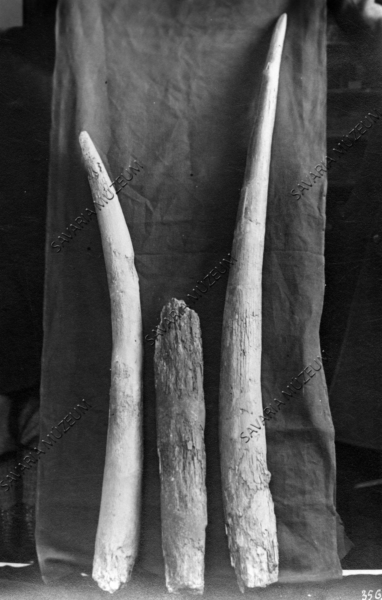 Mastodon agyarak Gyöngyösapáti (Savaria Megyei Hatókörű Városi Múzeum, Szombathely CC BY-NC-SA)