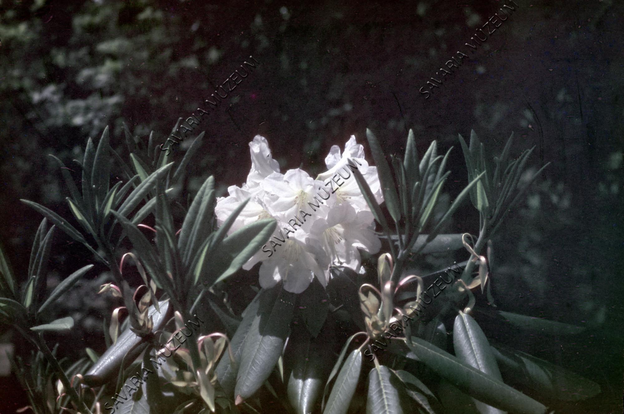 Örökzöld Rhododendron (Savaria Megyei Hatókörű Városi Múzeum, Szombathely CC BY-NC-SA)