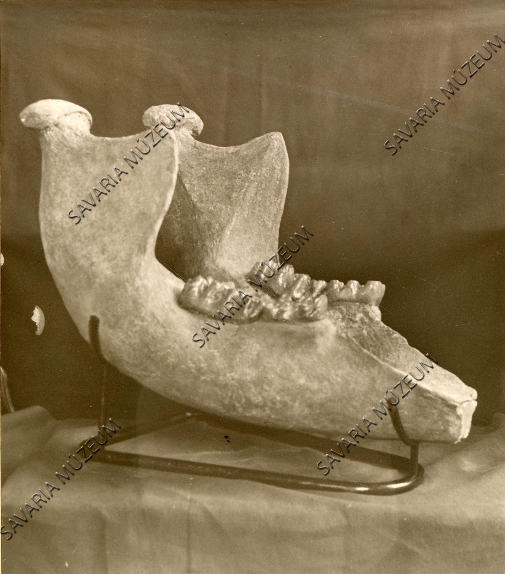 Mastodon alsó-állkapocs preparálva (kiegészítve). Gyöngyösapáti (Savaria Megyei Hatókörű Városi Múzeum, Szombathely CC BY-NC-SA)