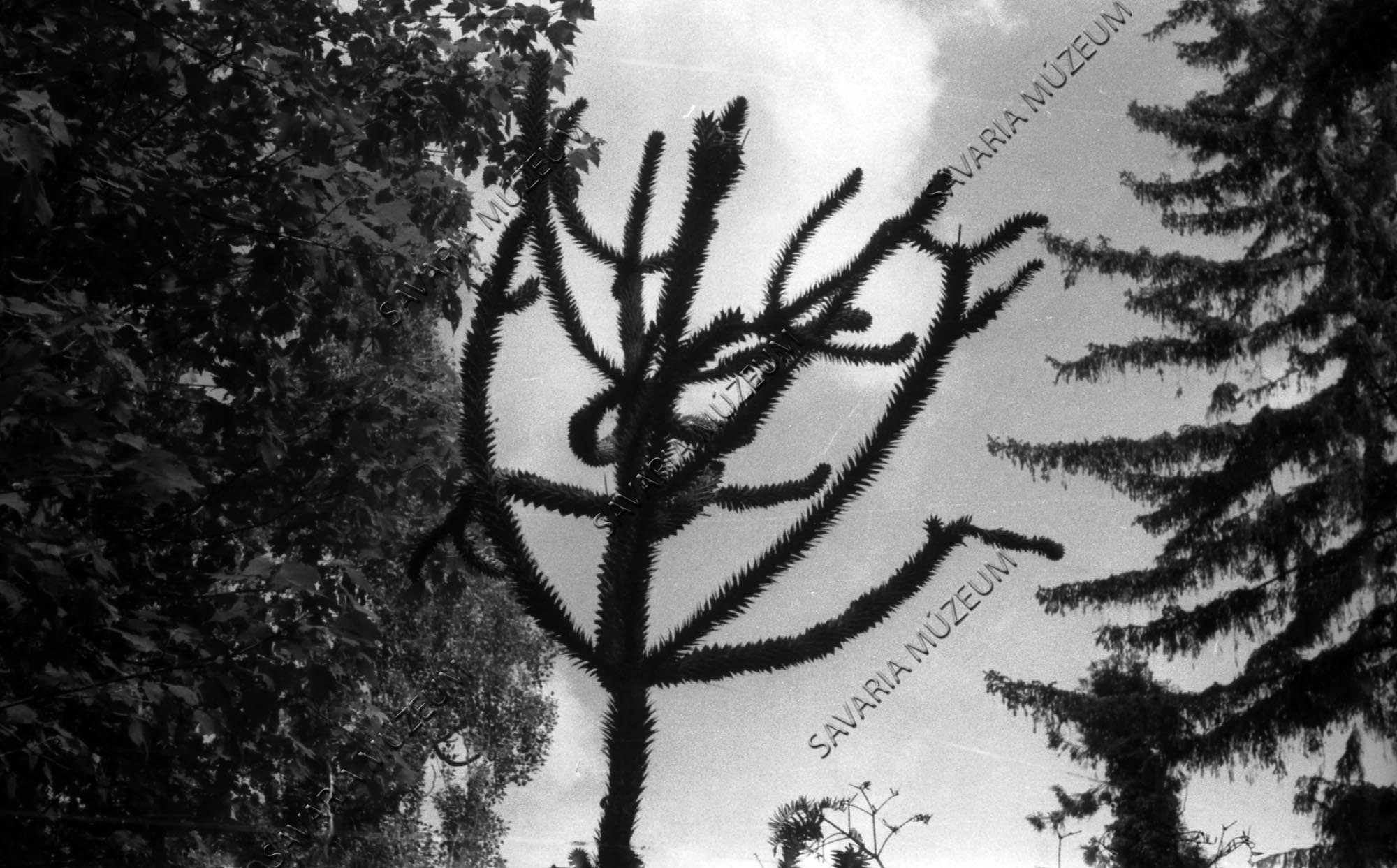 Araucaria araucana (Savaria Megyei Hatókörű Városi Múzeum, Szombathely CC BY-NC-SA)