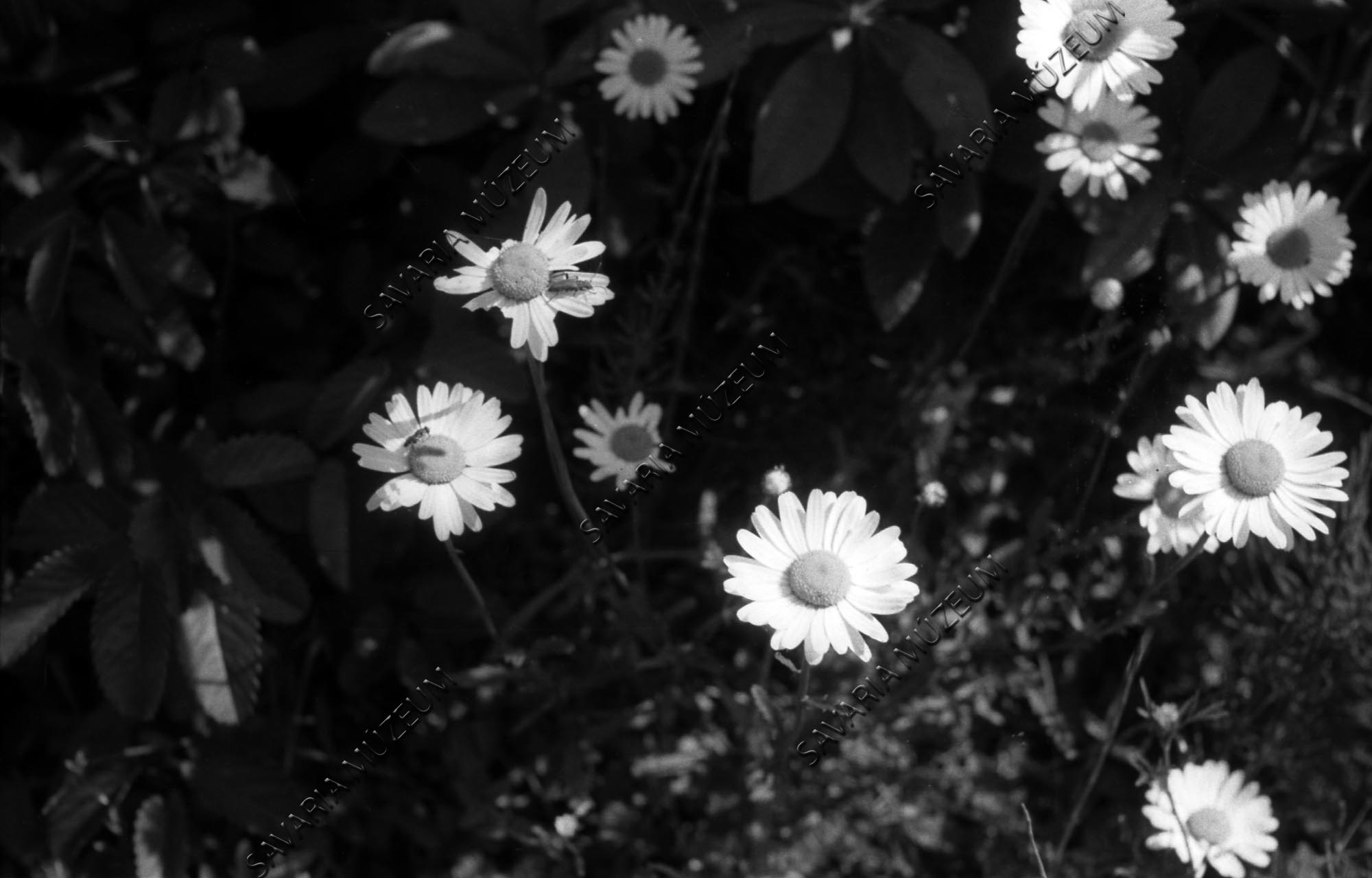 Chrysanthemum leucanthemum L. (Savaria Megyei Hatókörű Városi Múzeum, Szombathely CC BY-NC-SA)