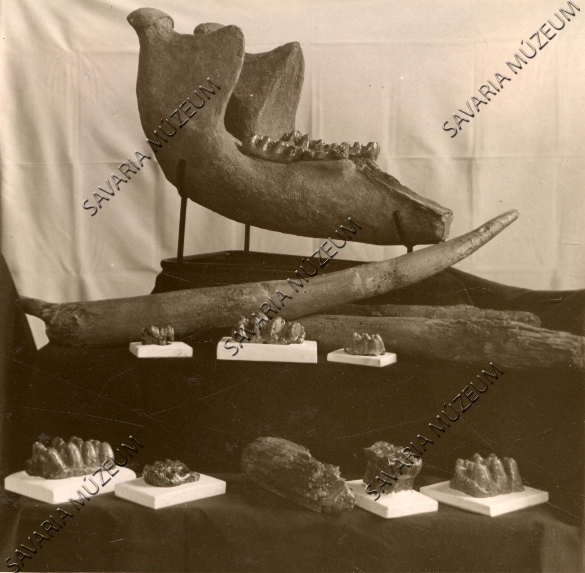Mastodon maradványa Gyöngyösapáti (Savaria Megyei Hatókörű Városi Múzeum, Szombathely CC BY-NC-SA)