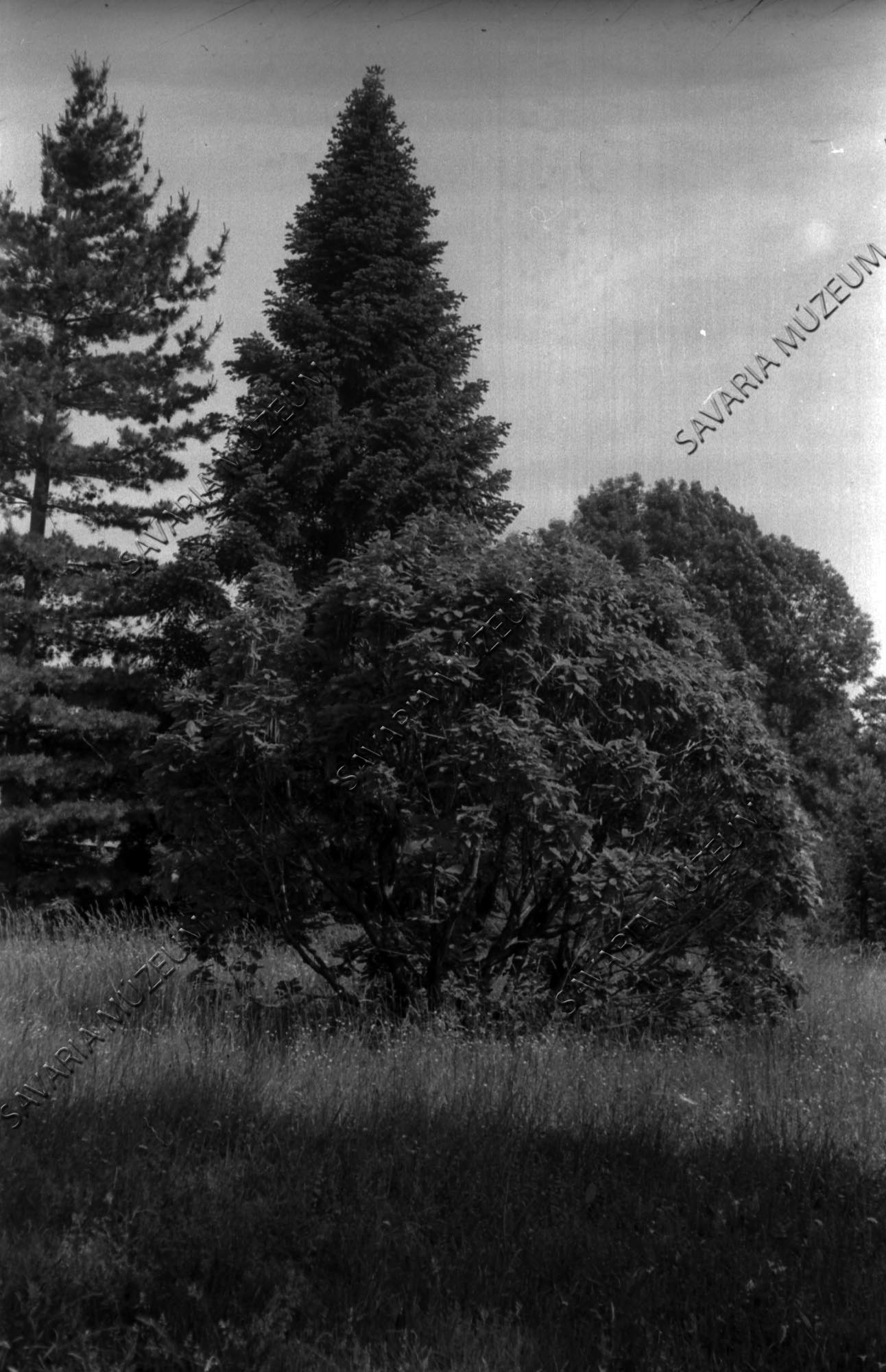 Quercus pontica (Savaria Megyei Hatókörű Városi Múzeum, Szombathely CC BY-NC-SA)