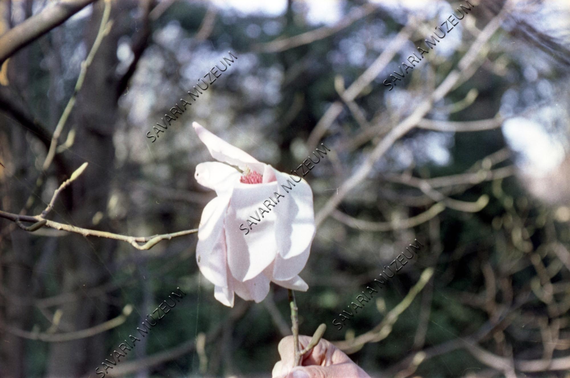 Magnolia dawsoniana Rehd et Wils. (Savaria Megyei Hatókörű Városi Múzeum, Szombathely CC BY-NC-SA)
