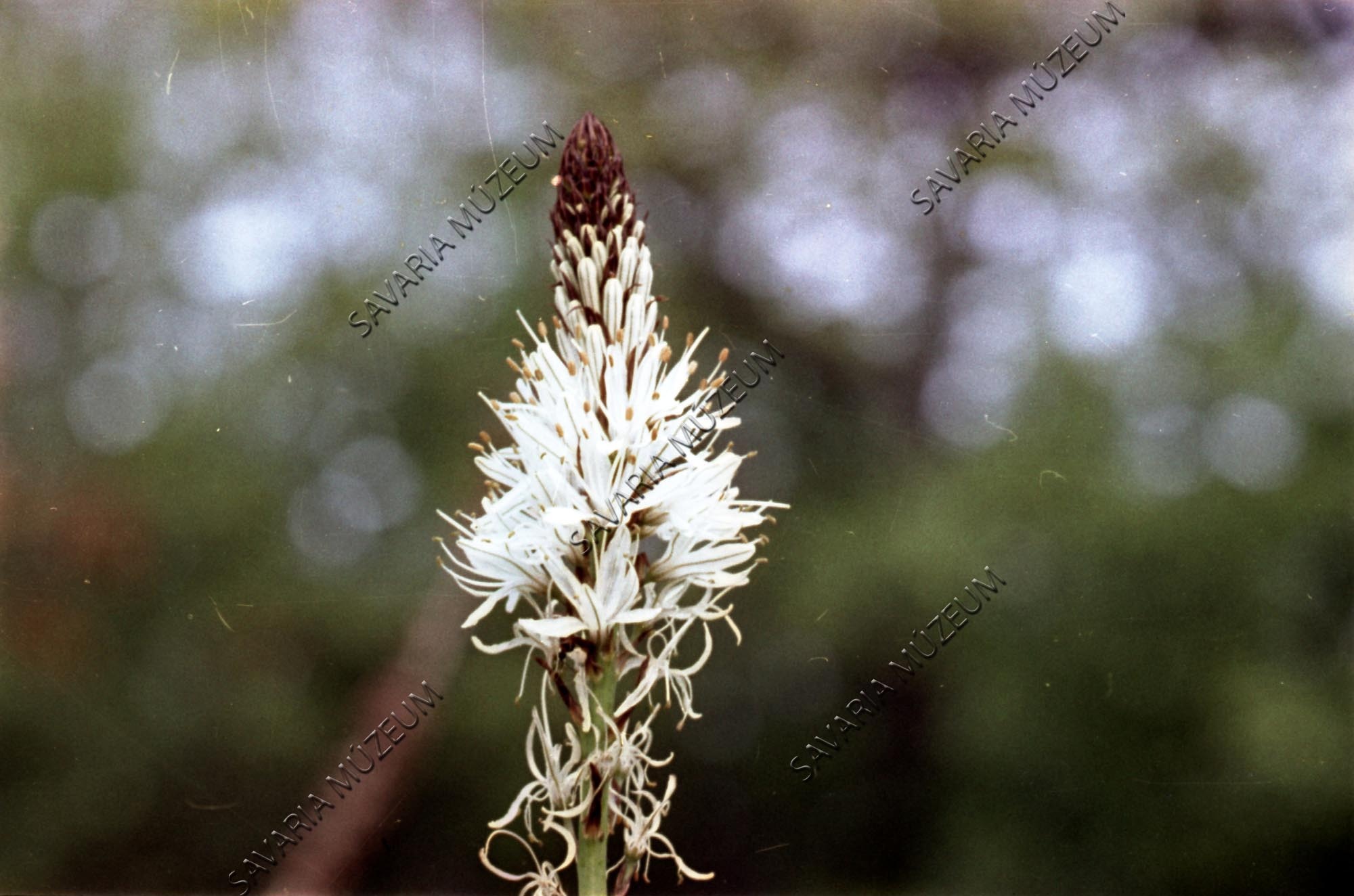 Asphodelus albus virágzat (Savaria Megyei Hatókörű Városi Múzeum, Szombathely CC BY-NC-SA)