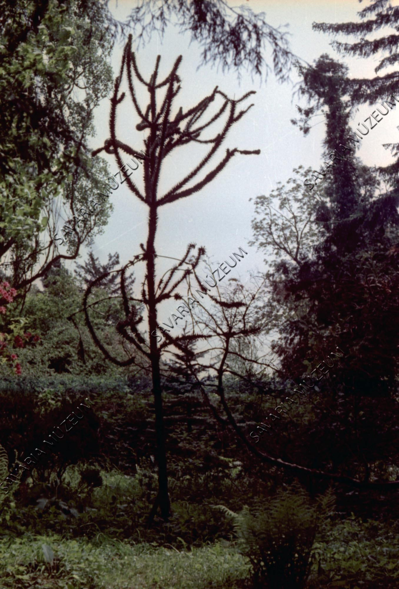 Araucaria araucana (Savaria Megyei Hatókörű Városi Múzeum, Szombathely CC BY-NC-SA)