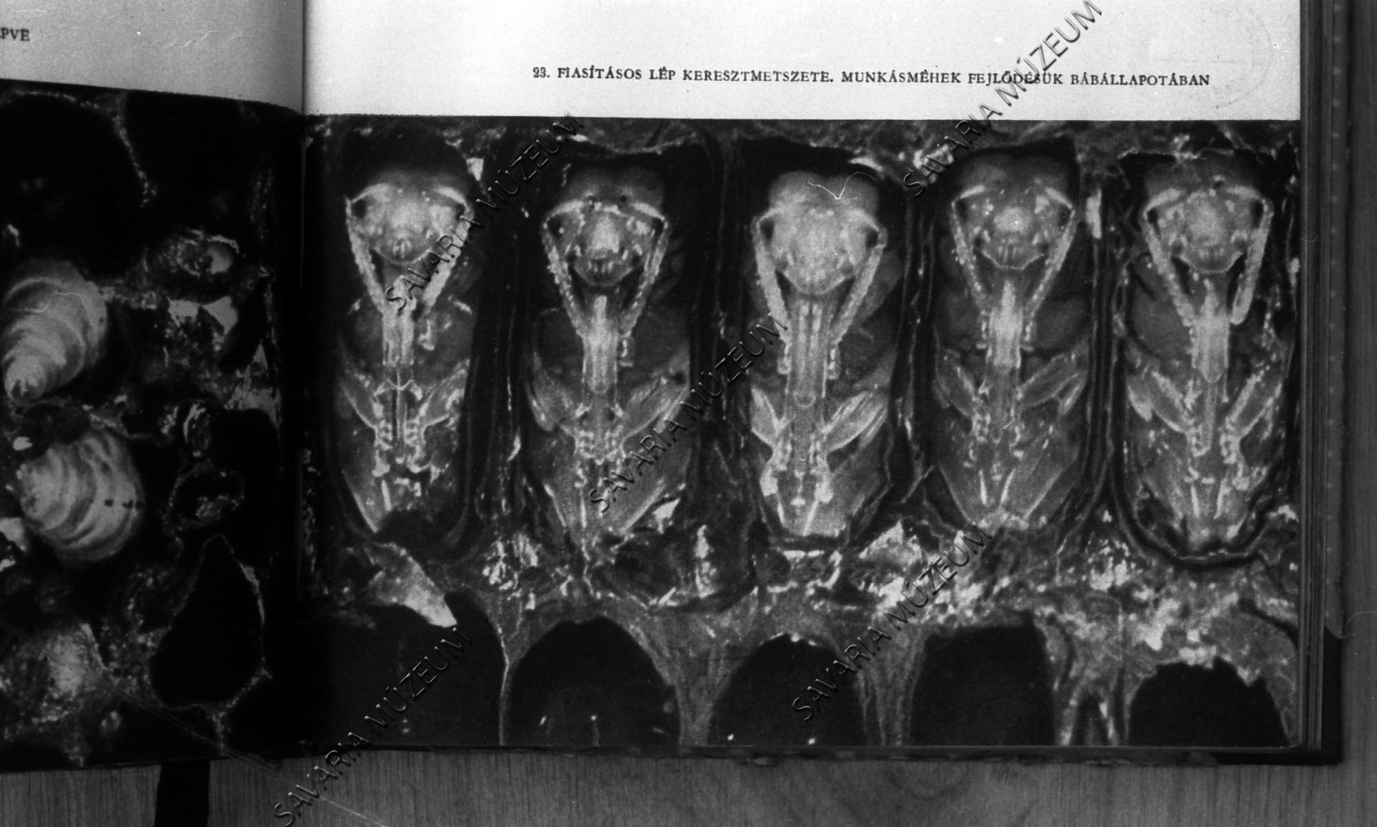 Bábok a sejtben (Savaria Megyei Hatókörű Városi Múzeum, Szombathely CC BY-NC-SA)