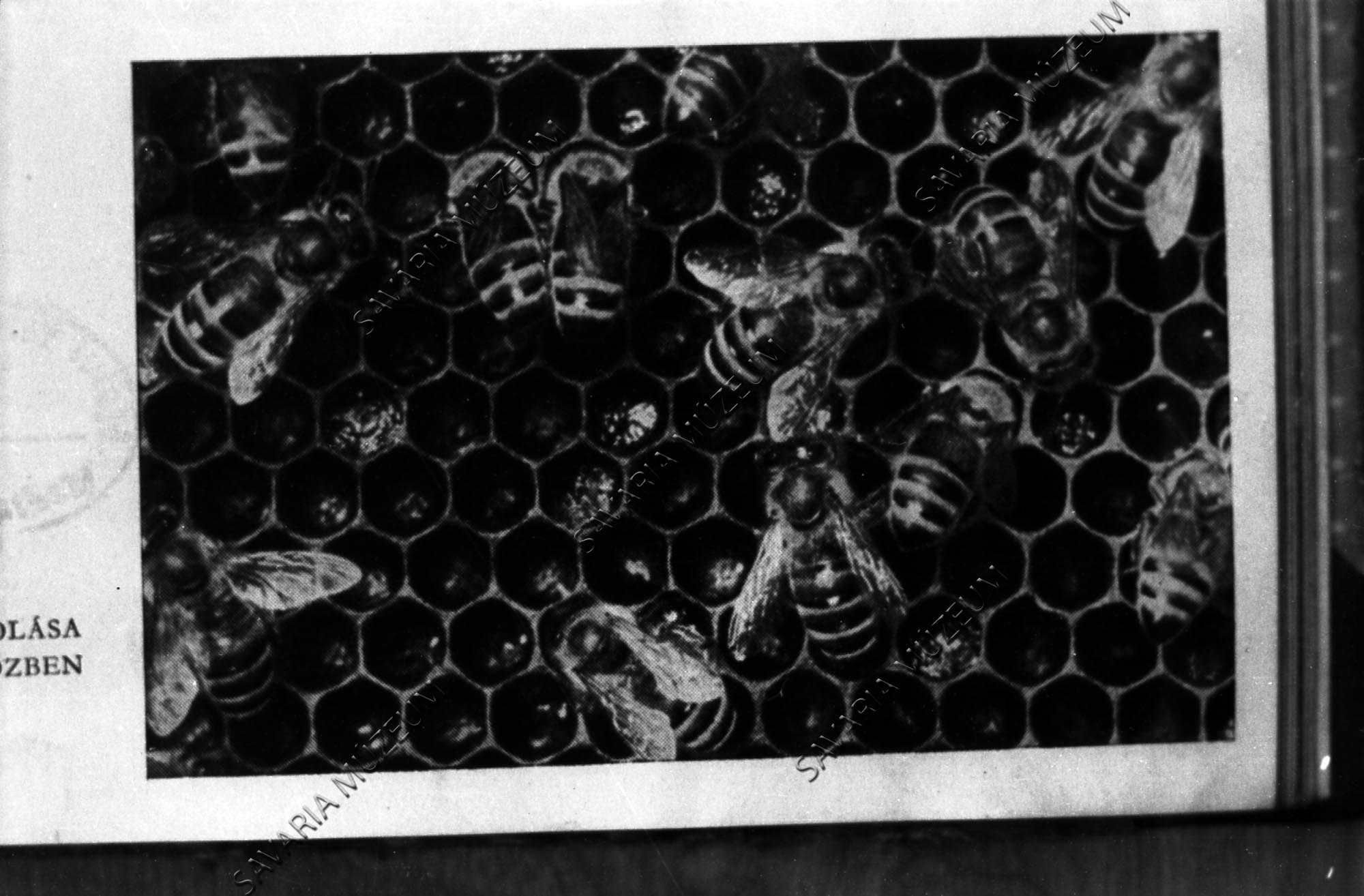 A méz érlelése (Savaria Megyei Hatókörű Városi Múzeum, Szombathely CC BY-NC-SA)