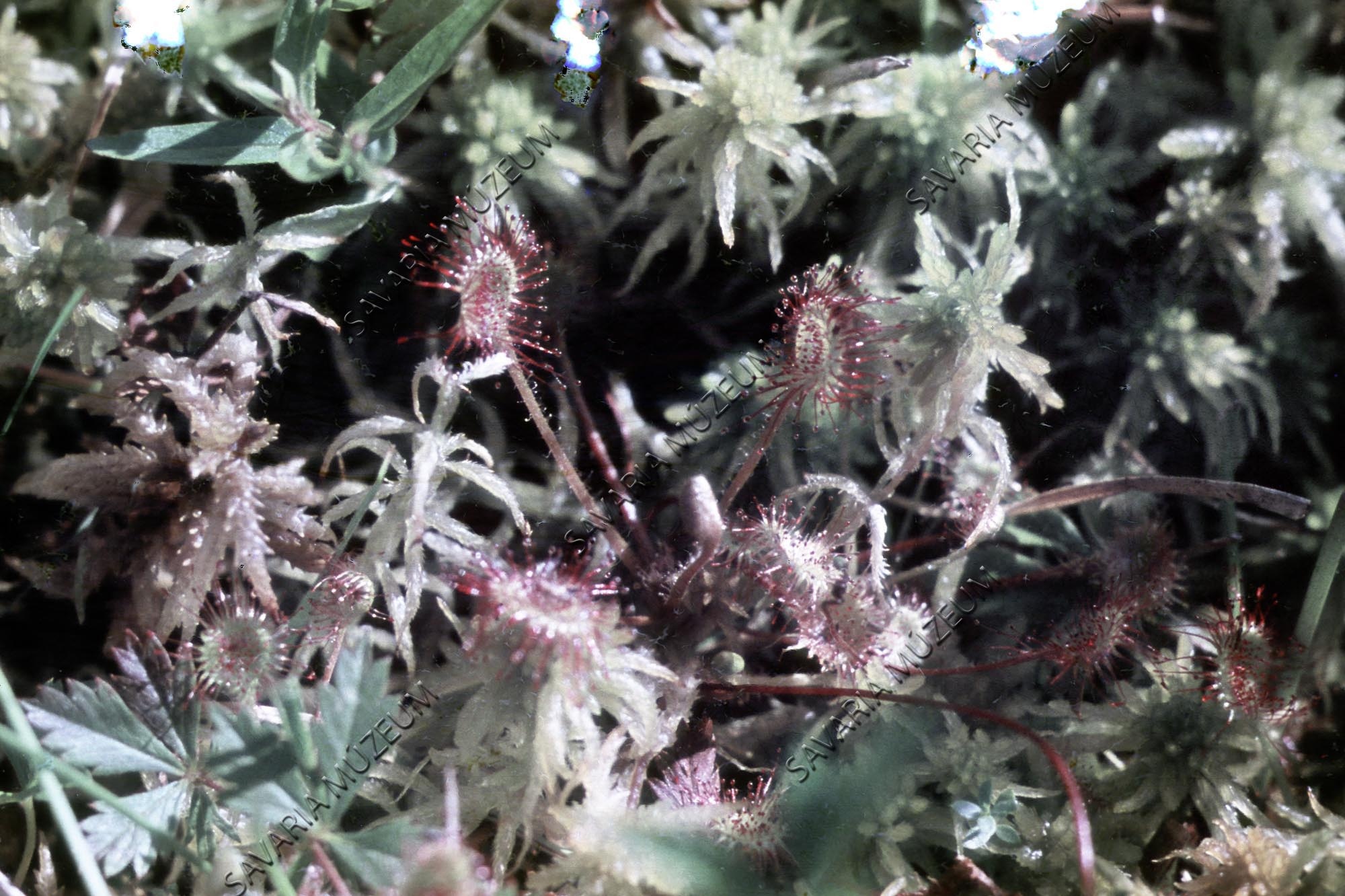 Drosera rotundifolia (Savaria Megyei Hatókörű Városi Múzeum, Szombathely CC BY-NC-SA)