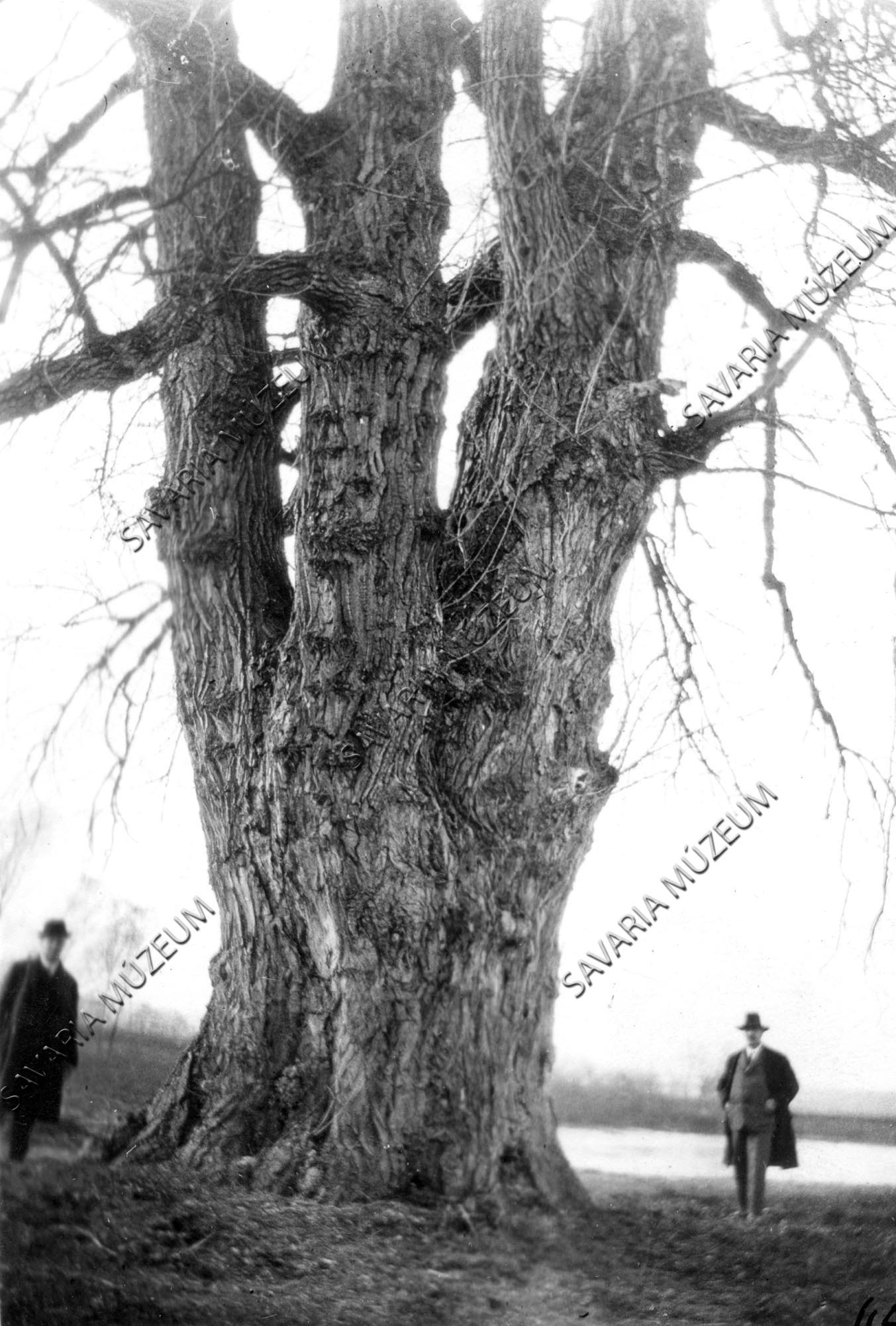 Populus nigra a Rába-parton (Savaria Megyei Hatókörű Városi Múzeum, Szombathely CC BY-NC-SA)