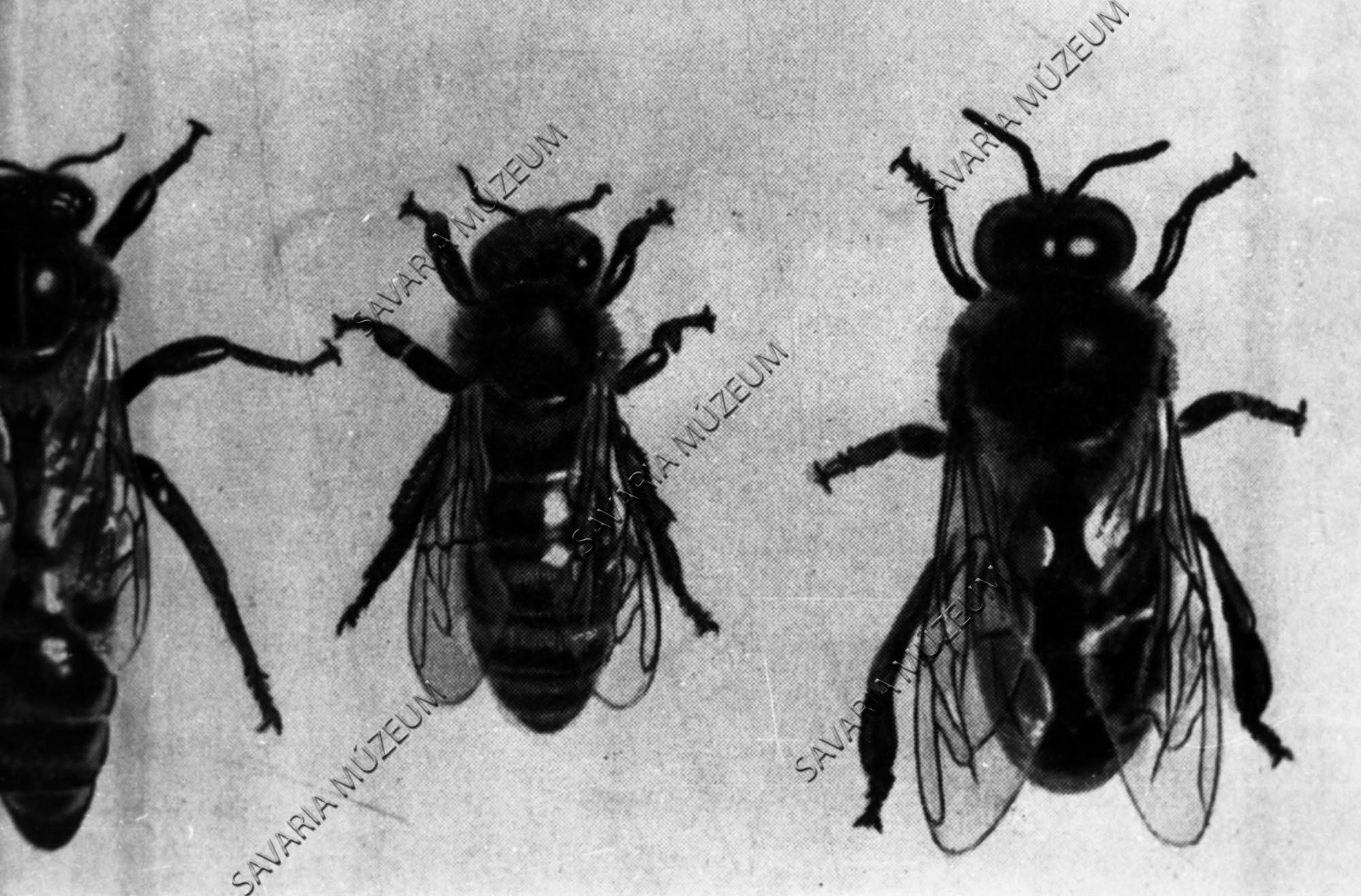 Dolgozó méh és here (Savaria Megyei Hatókörű Városi Múzeum, Szombathely CC BY-NC-SA)