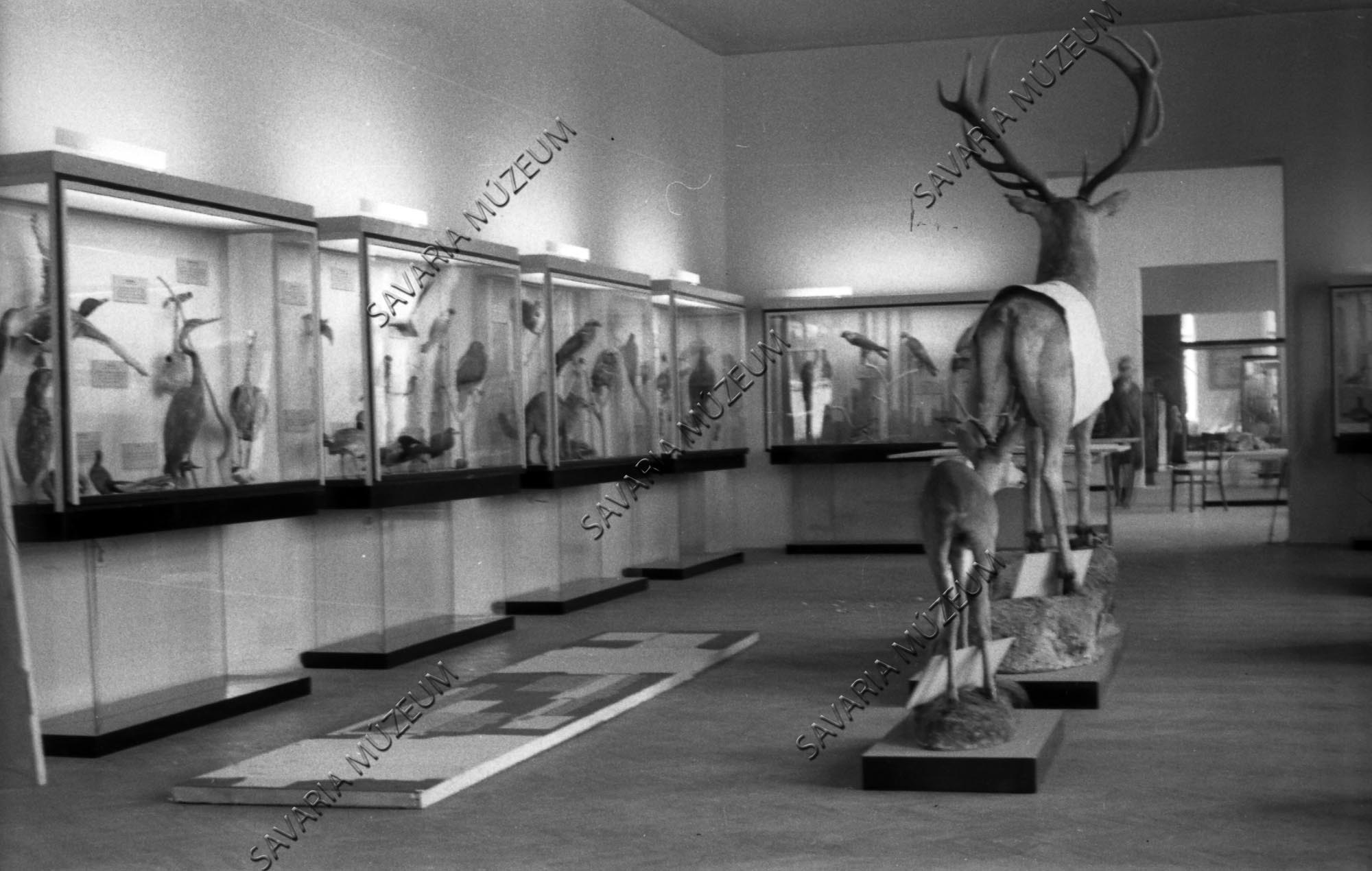 A készülő állattani kiállítás (Savaria Megyei Hatókörű Városi Múzeum, Szombathely CC BY-NC-SA)