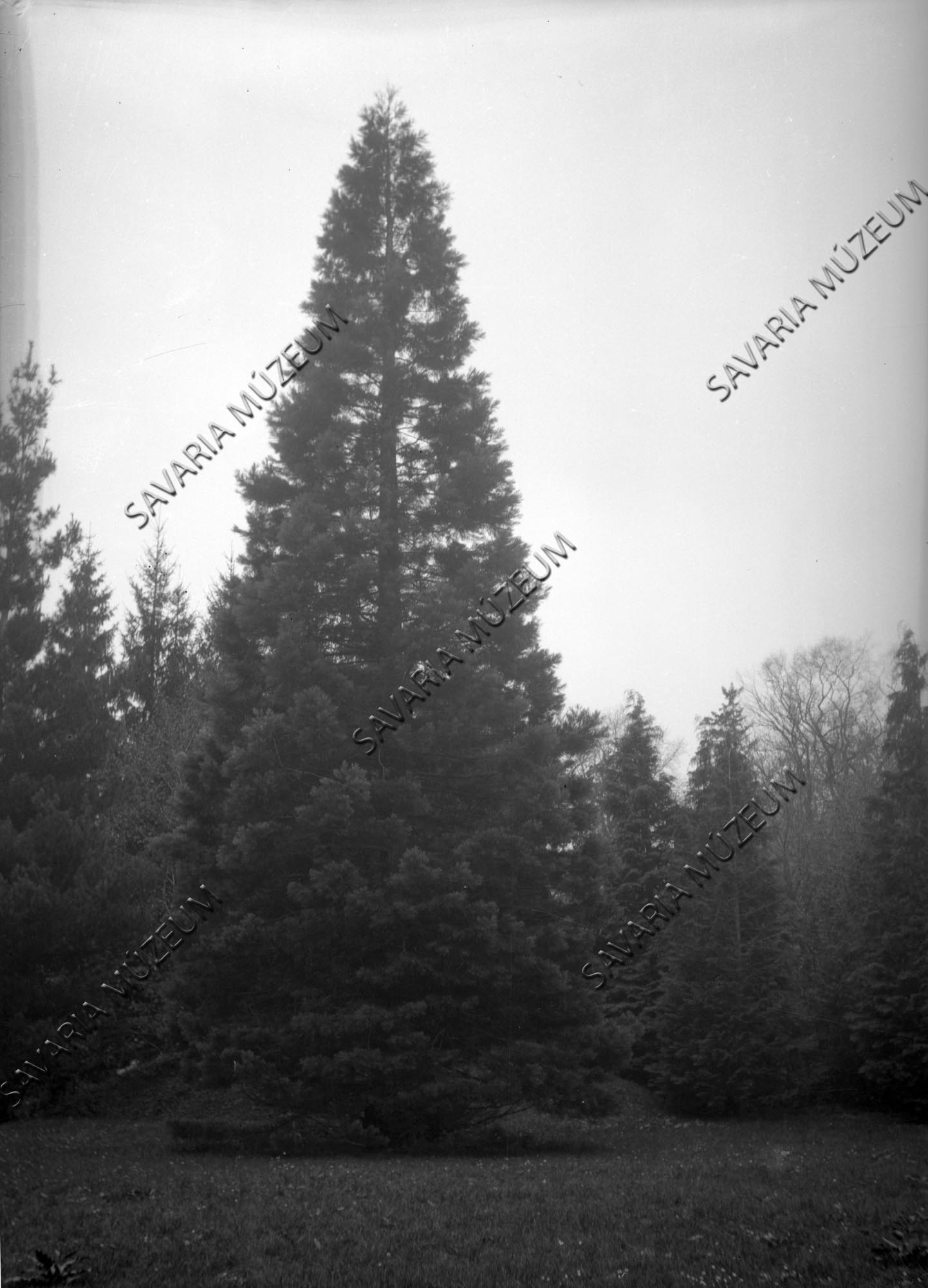 Sequoia gigantea a parkban (Savaria Megyei Hatókörű Városi Múzeum, Szombathely CC BY-NC-SA)