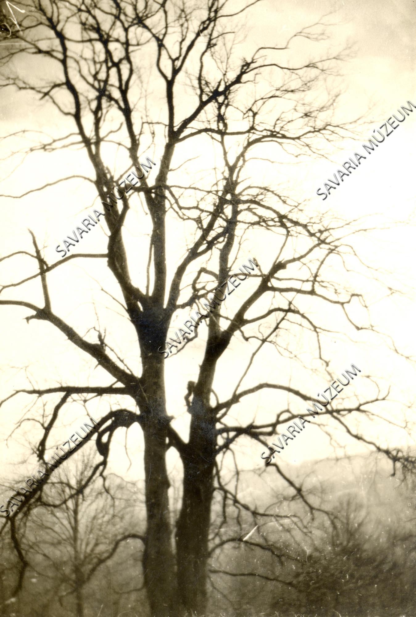 Fák a Király-völgyből (Savaria Megyei Hatókörű Városi Múzeum, Szombathely CC BY-NC-SA)