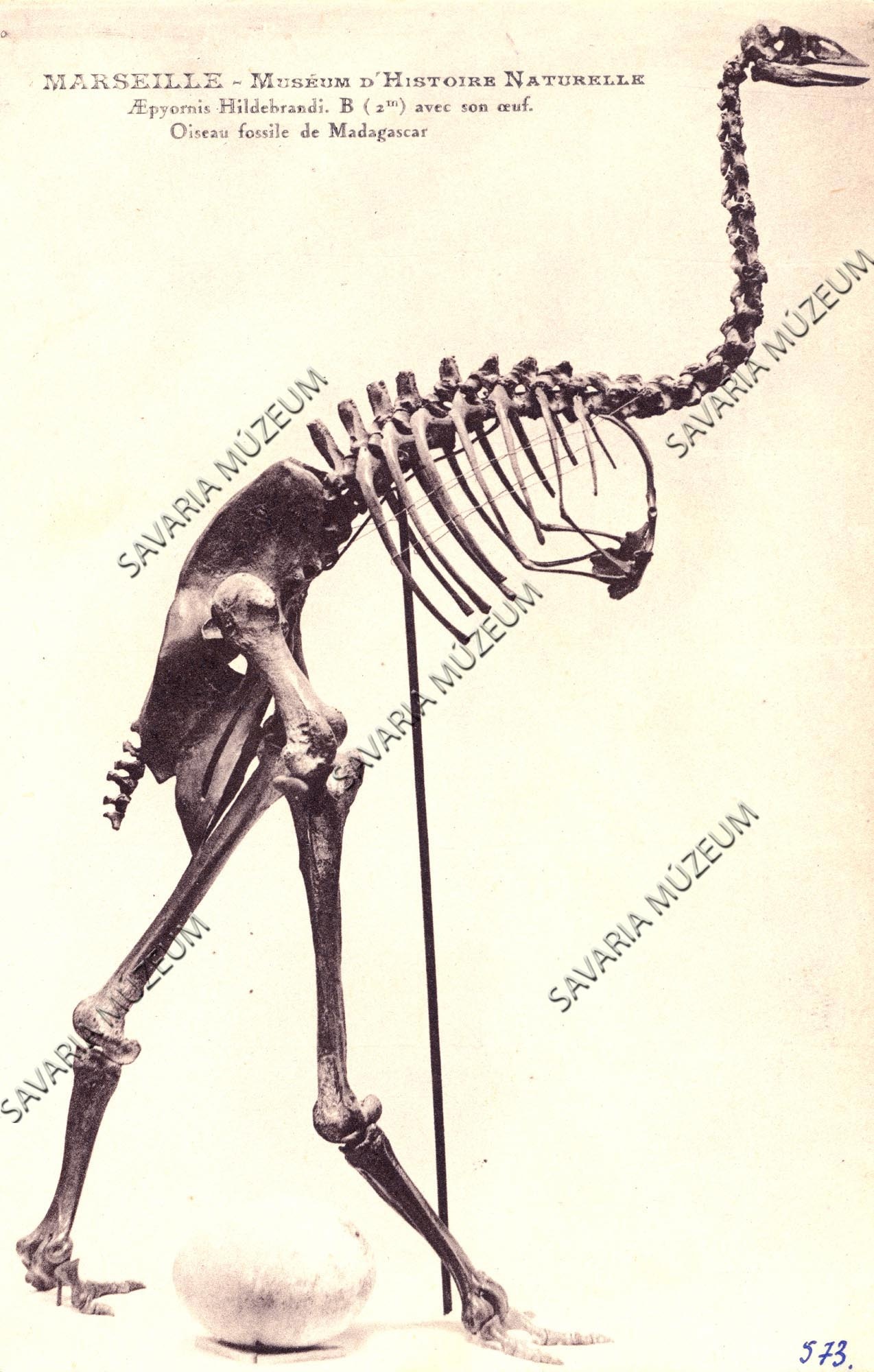 "Aepiornis Hildebrandi. B (2m) avec sonceuf., Oisseau fossile de Madagascar" (Savaria Megyei Hatókörű Városi Múzeum, Szombathely CC BY-NC-SA)
