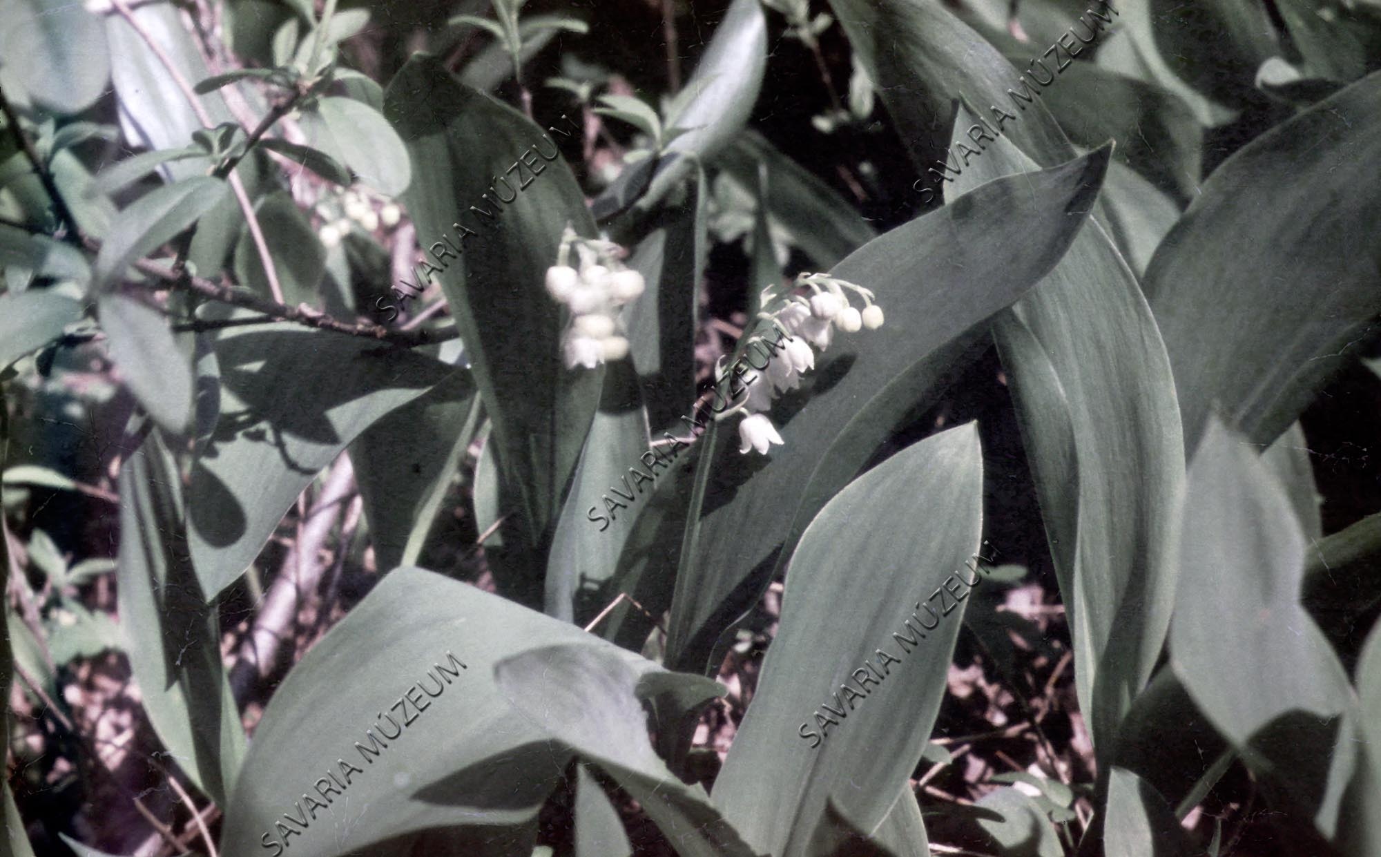 Convallaria maialis (Savaria Megyei Hatókörű Városi Múzeum, Szombathely CC BY-NC-SA)