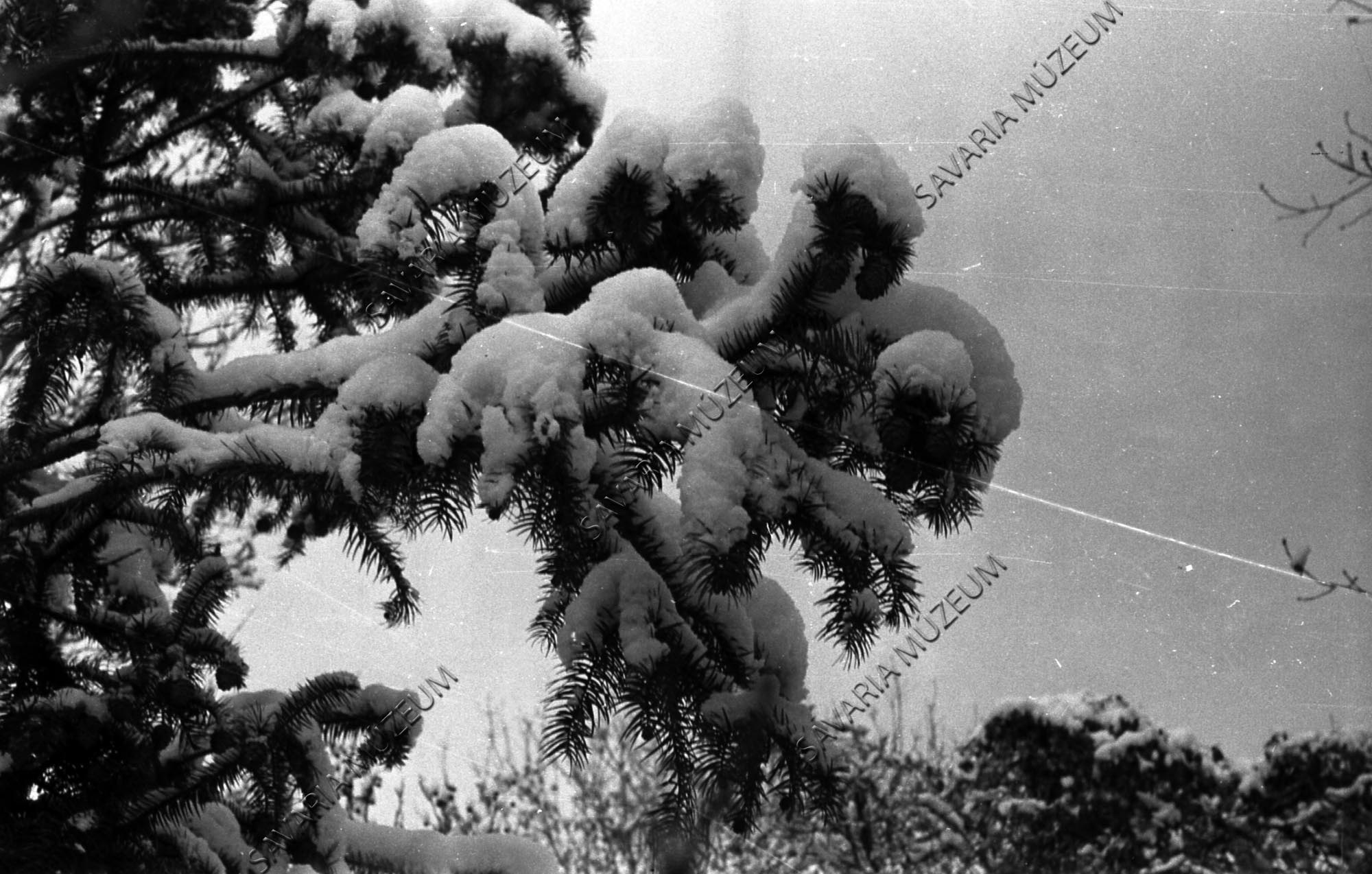 Cunninghamia sinensis tobozos ágvége (Savaria Megyei Hatókörű Városi Múzeum, Szombathely CC BY-NC-SA)