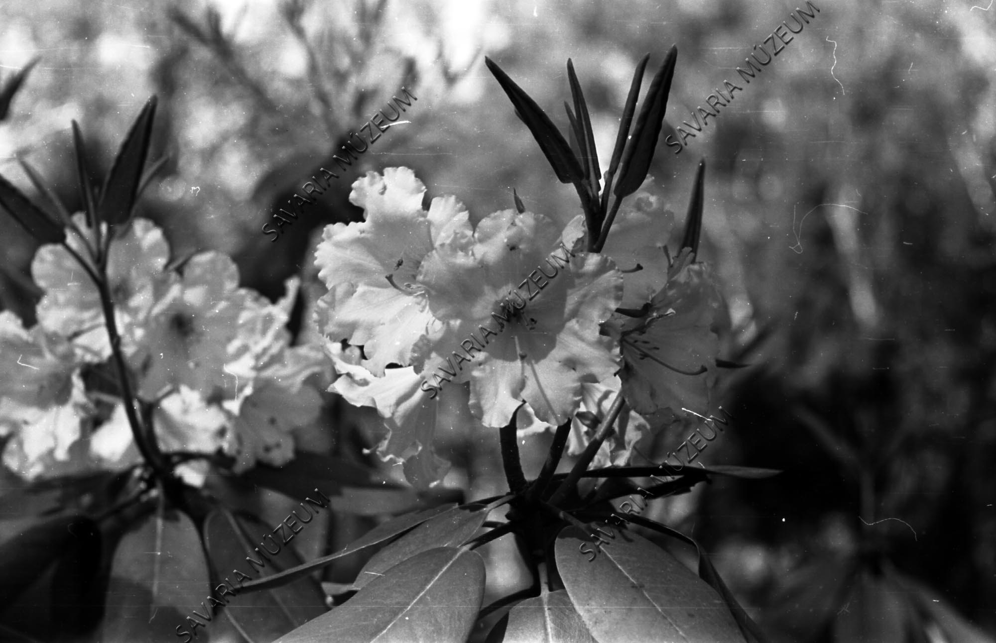 Örökzöld Rhododendron virág (Savaria Megyei Hatókörű Városi Múzeum, Szombathely CC BY-NC-SA)