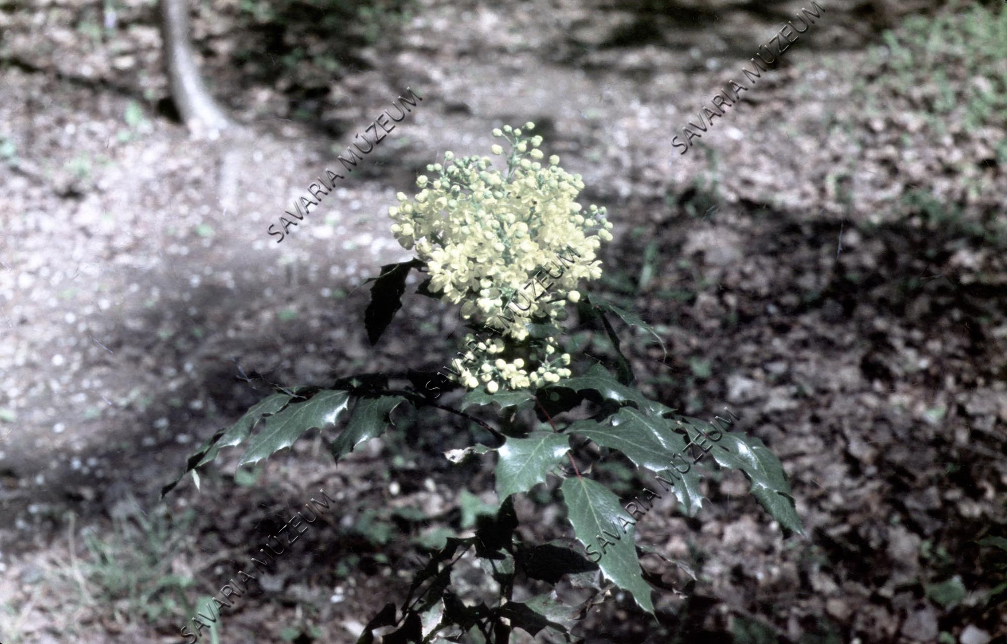 Mahonia aquifolium, virágos ág (Savaria Megyei Hatókörű Városi Múzeum, Szombathely CC BY-NC-SA)