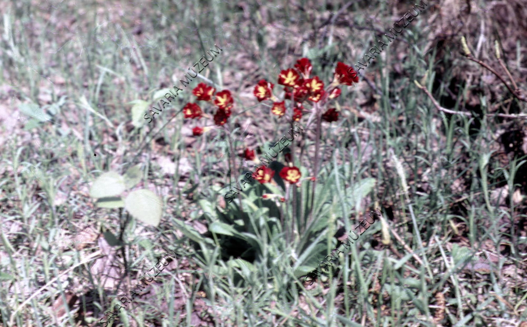 Primula japonica (Savaria Megyei Hatókörű Városi Múzeum, Szombathely CC BY-NC-SA)