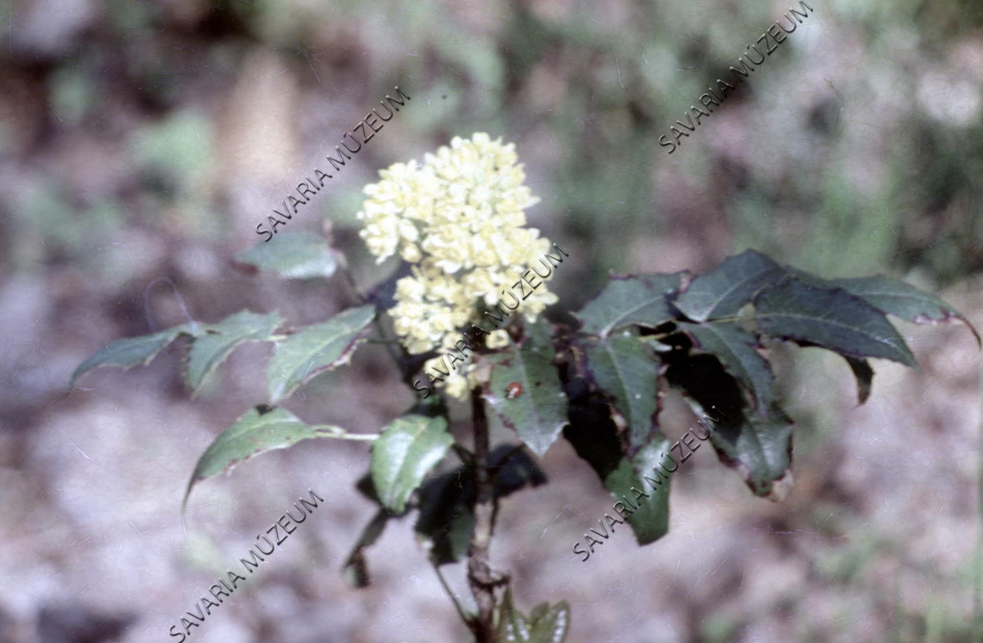 Mahonia aquifolium virágos ága (Savaria Megyei Hatókörű Városi Múzeum, Szombathely CC BY-NC-SA)