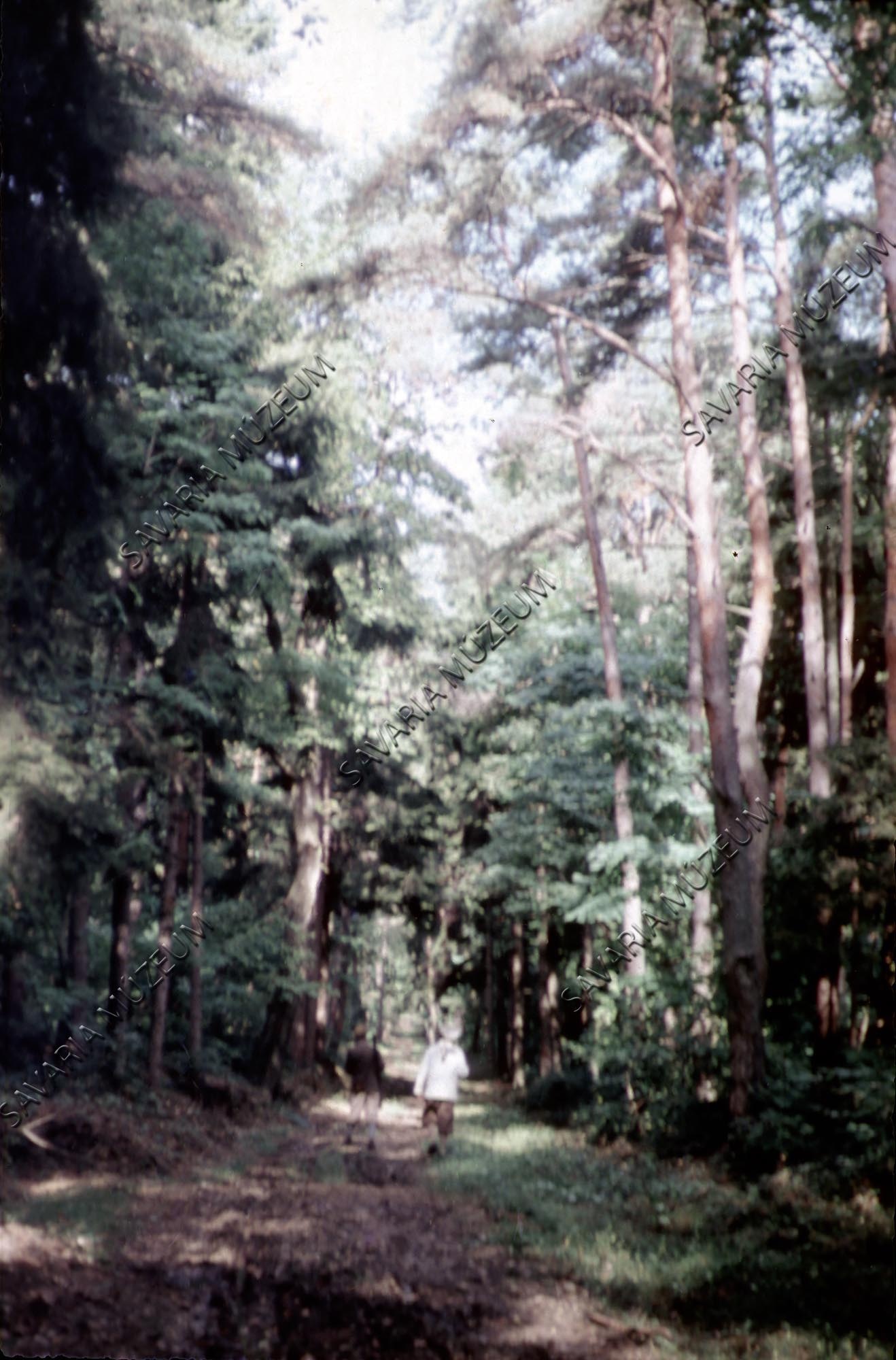 Fenyőerdő részlet (Savaria Megyei Hatókörű Városi Múzeum, Szombathely CC BY-NC-SA)
