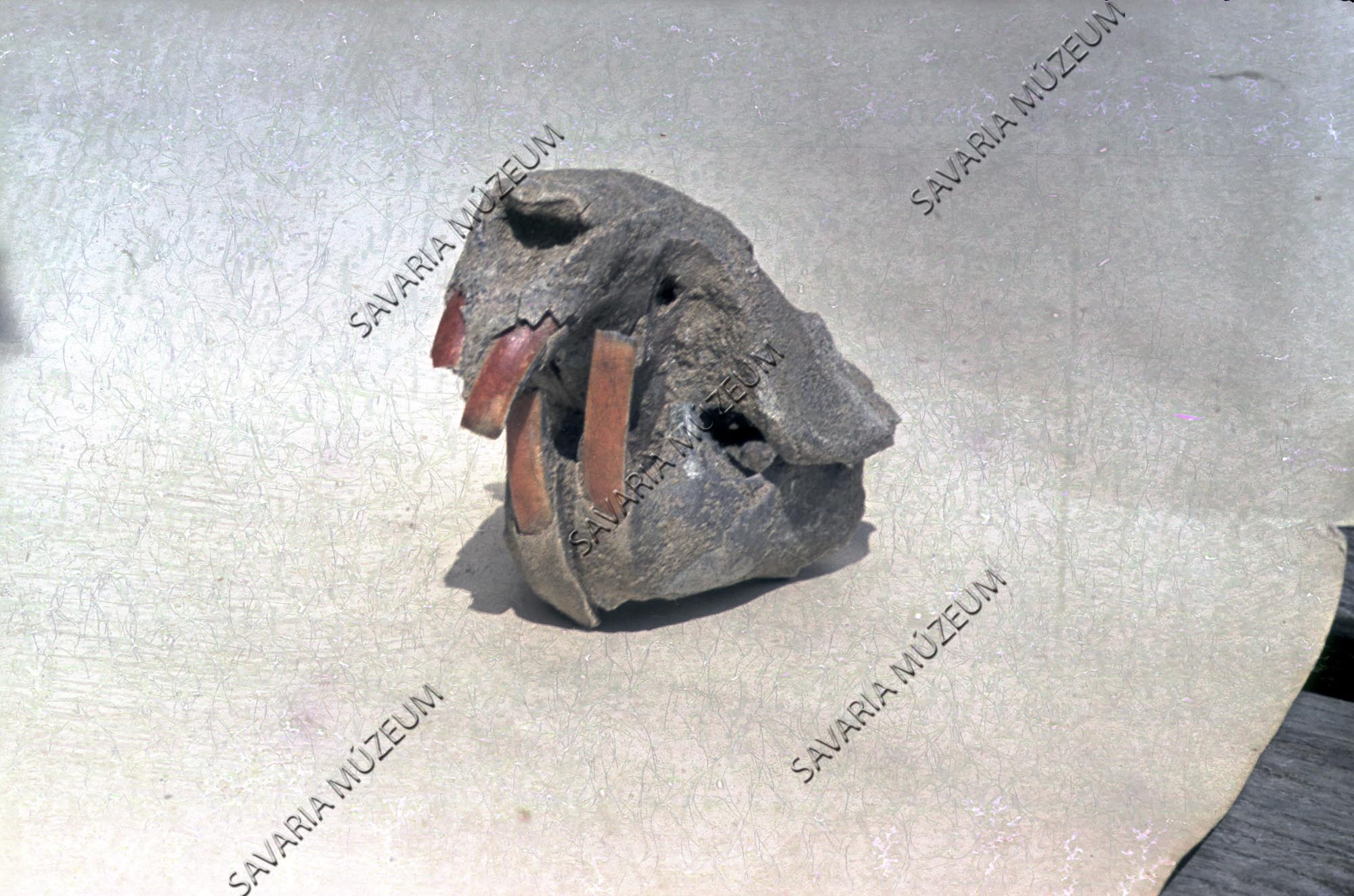 Hód koponya (Castor fiber) a gencsapáti homokbányából (Savaria Megyei Hatókörű Városi Múzeum, Szombathely CC BY-NC-SA)