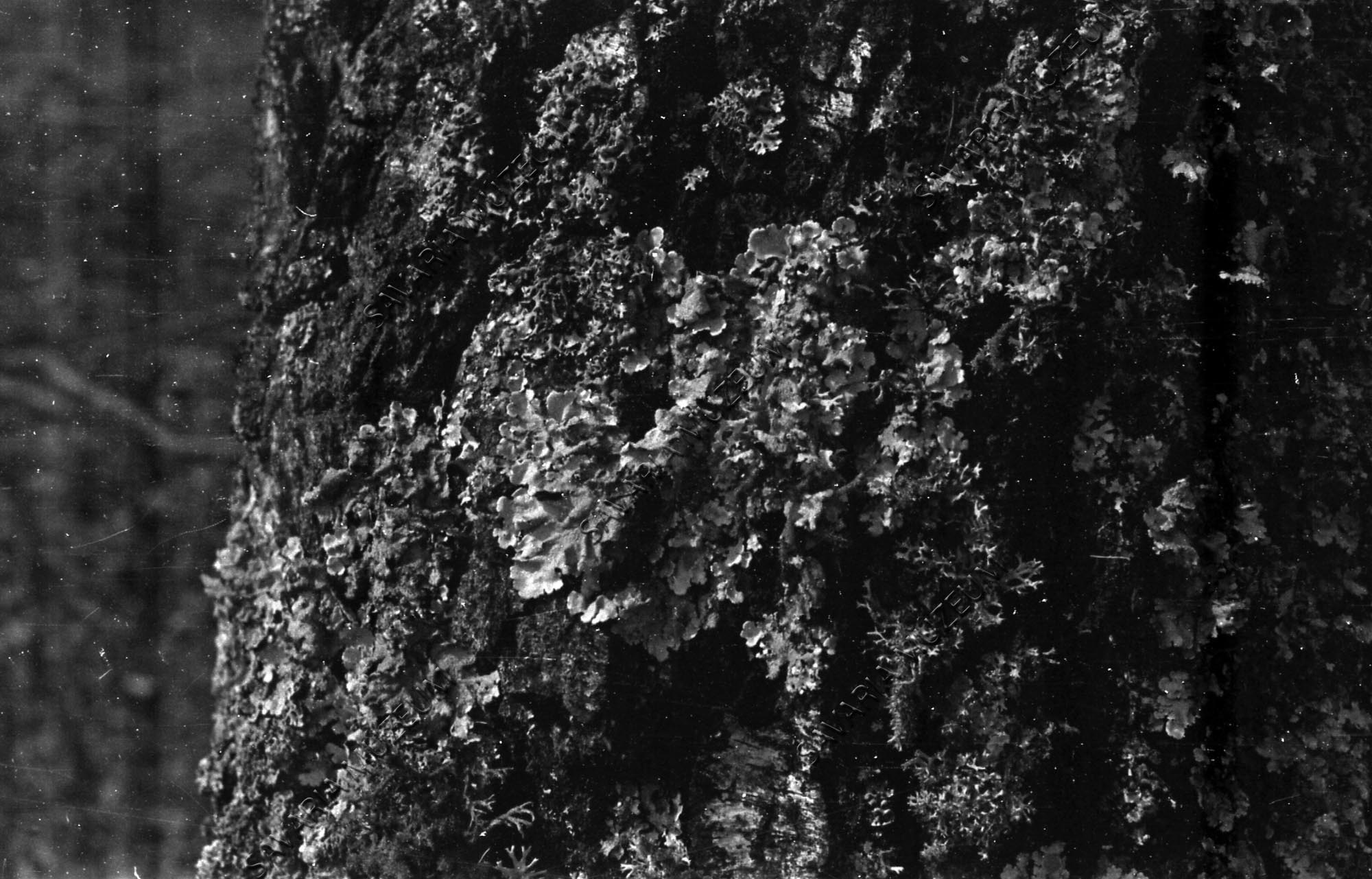 Zuzmók egy nyírfán (Savaria Megyei Hatókörű Városi Múzeum, Szombathely CC BY-NC-SA)