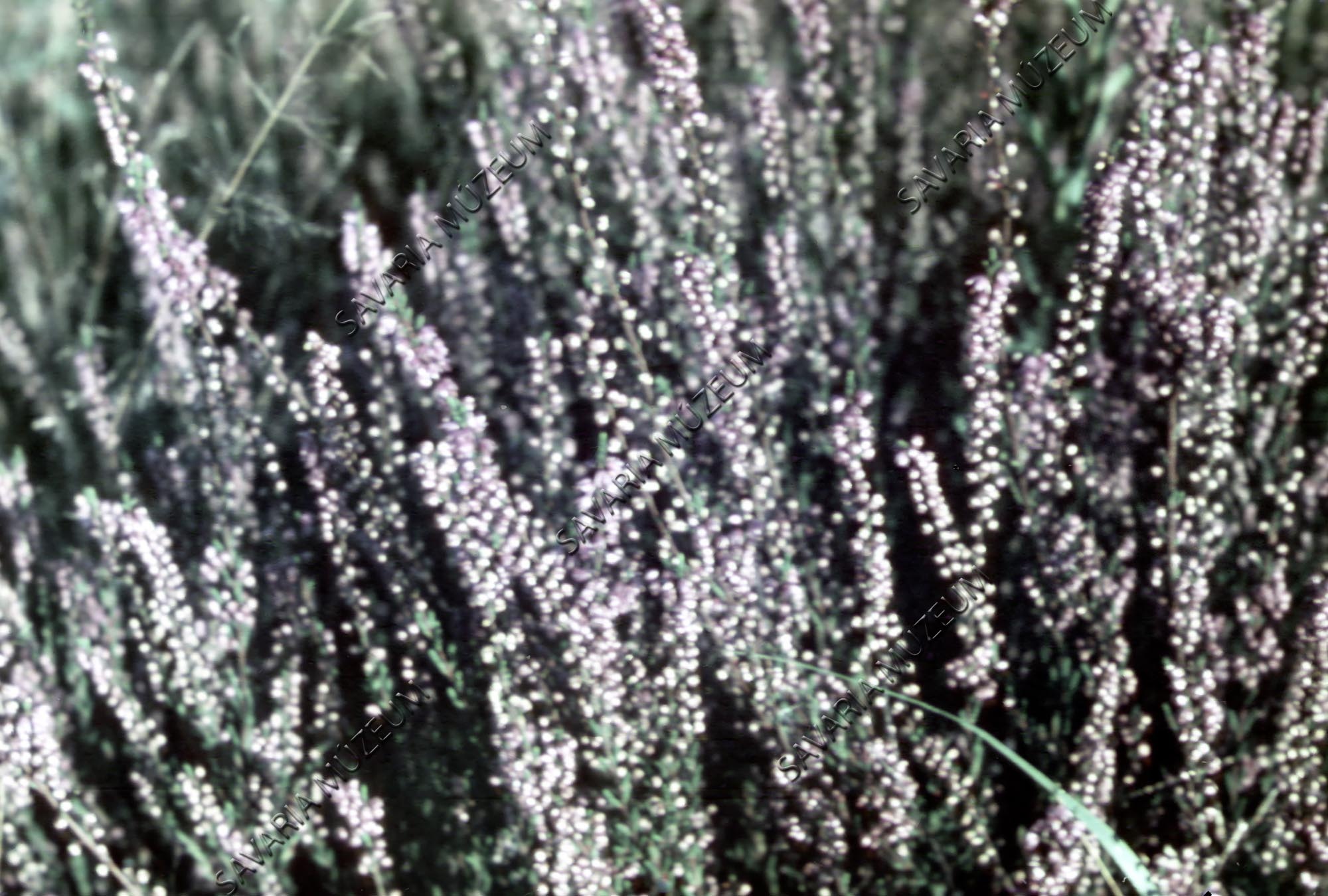 Calluna vulgaris állomány (Savaria Megyei Hatókörű Városi Múzeum, Szombathely CC BY-NC-SA)