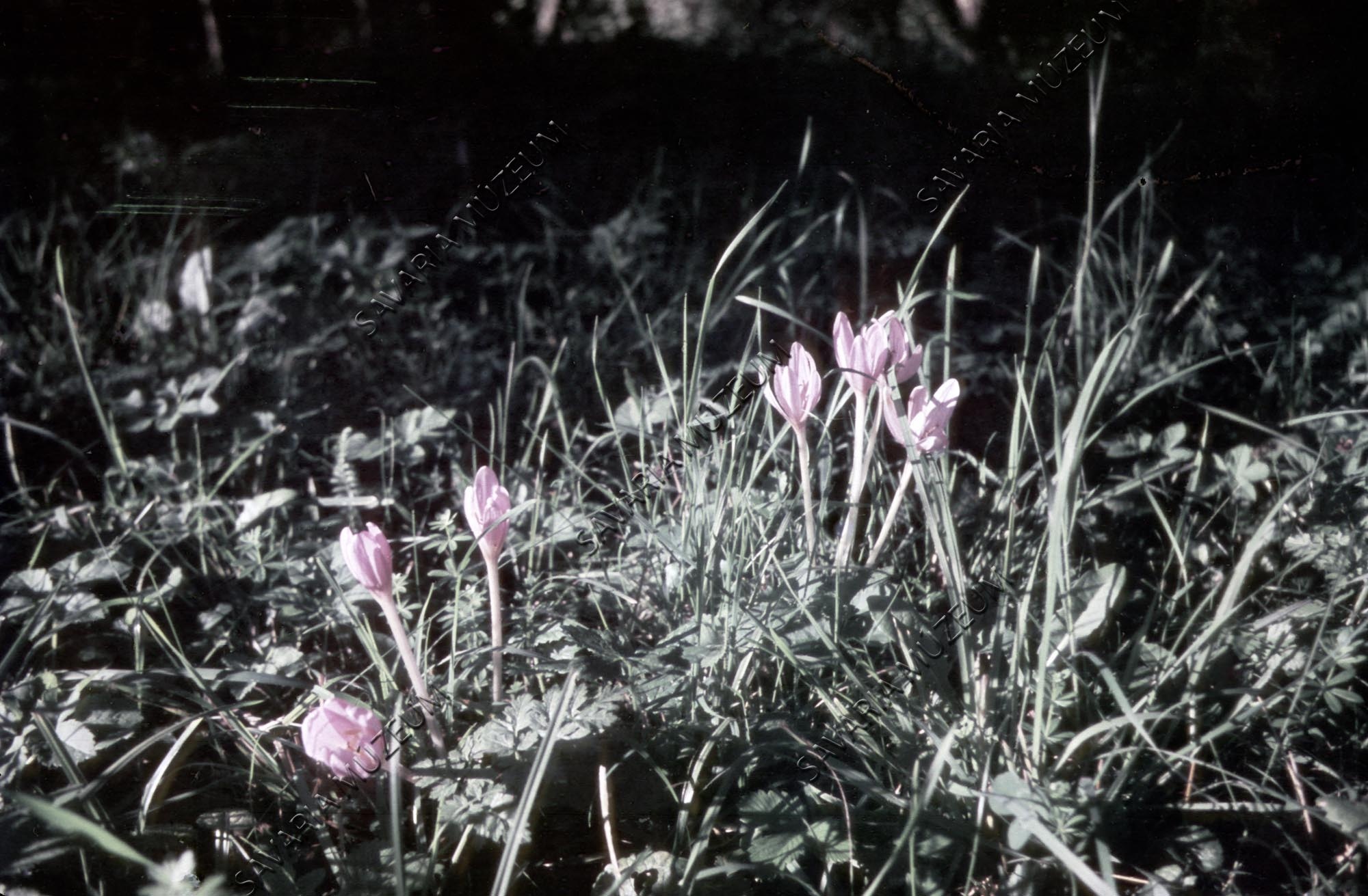Colchicum autumnale (Savaria Megyei Hatókörű Városi Múzeum, Szombathely CC BY-NC-SA)