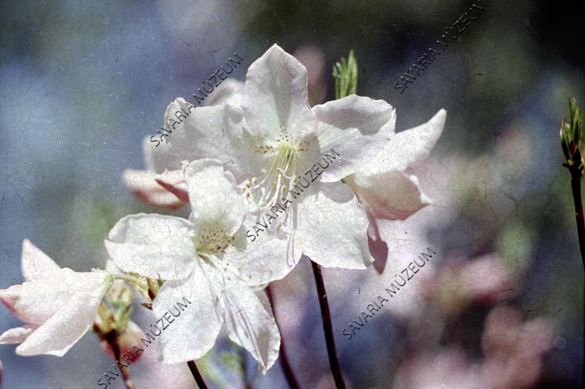 Rhododendron schlippenbachii virágos ágvége (Savaria Megyei Hatókörű Városi Múzeum, Szombathely CC BY-NC-SA)