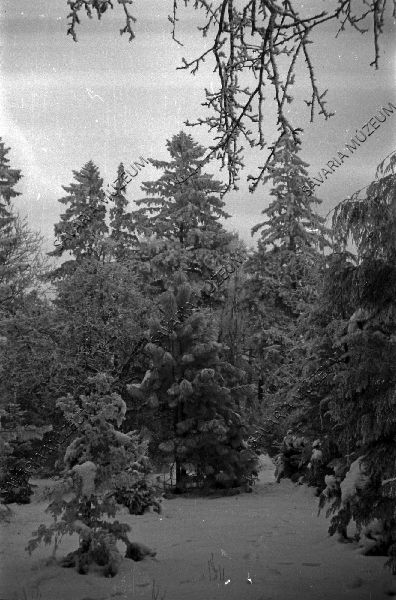 Arborétum télen (Savaria Megyei Hatókörű Városi Múzeum, Szombathely CC BY-NC-SA)