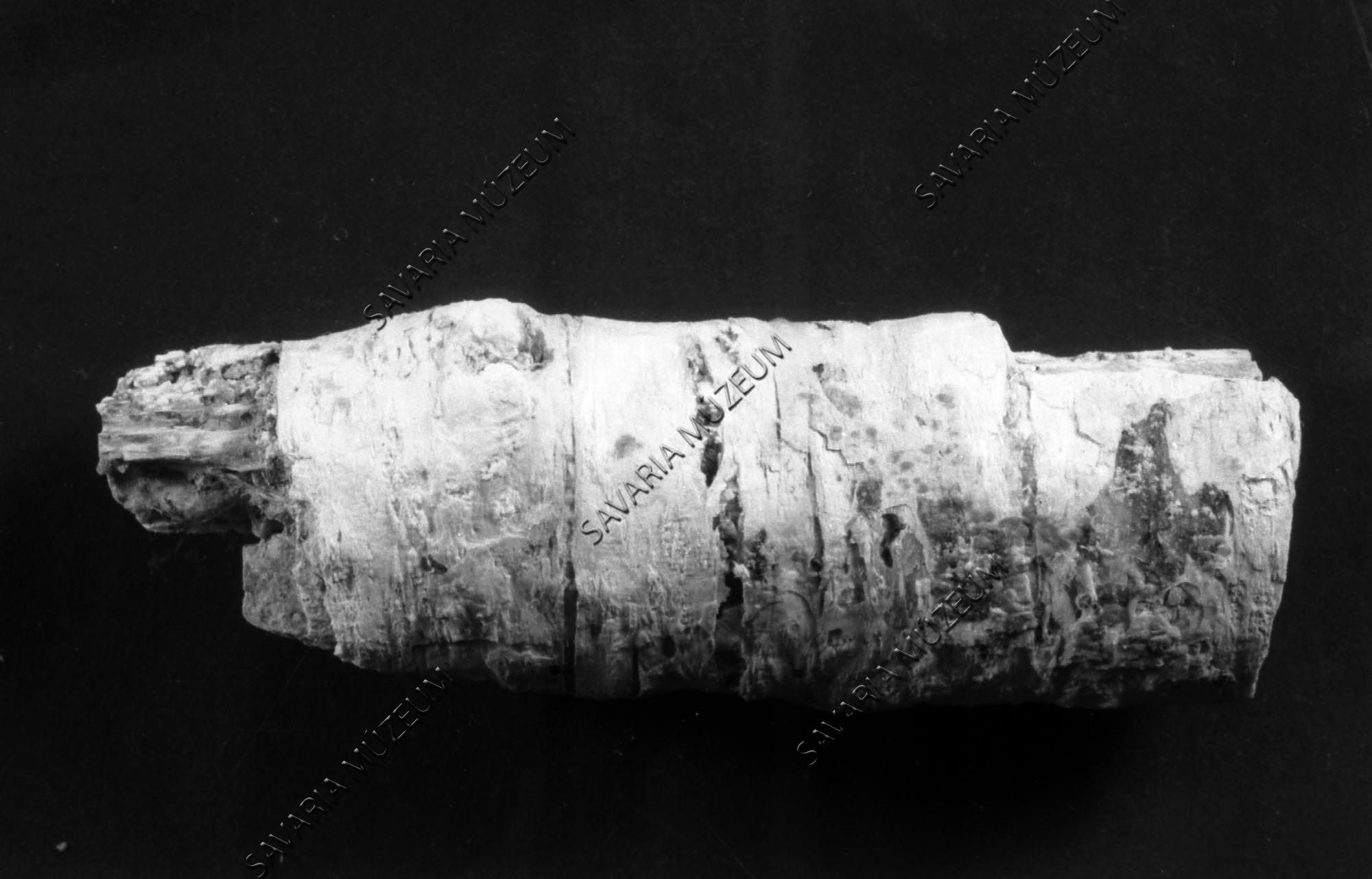 Betula cfr. alba kövesedett ág Megyaszóról (Savaria Megyei Hatókörű Városi Múzeum, Szombathely CC BY-NC-SA)