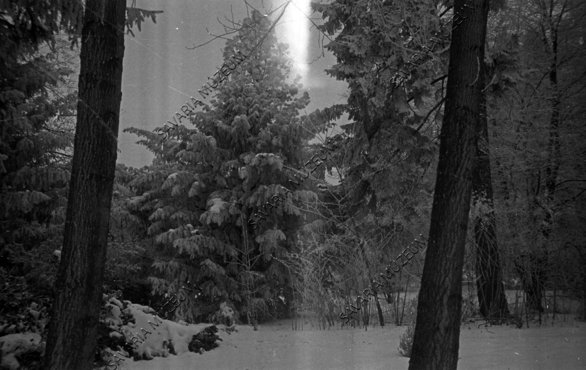 Arborétum télen (Savaria Megyei Hatókörű Városi Múzeum, Szombathely CC BY-NC-SA)