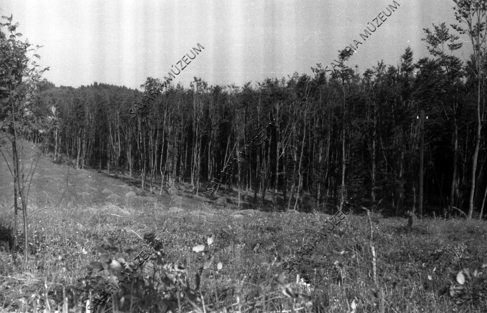 Erdő az Irottkő alatt (Savaria Megyei Hatókörű Városi Múzeum, Szombathely CC BY-NC-SA)
