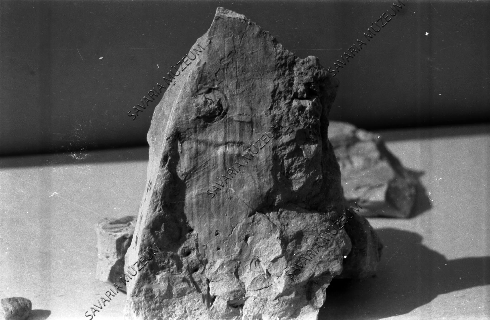 Phragmites communis levél Sótonyból (Savaria Megyei Hatókörű Városi Múzeum, Szombathely CC BY-NC-SA)