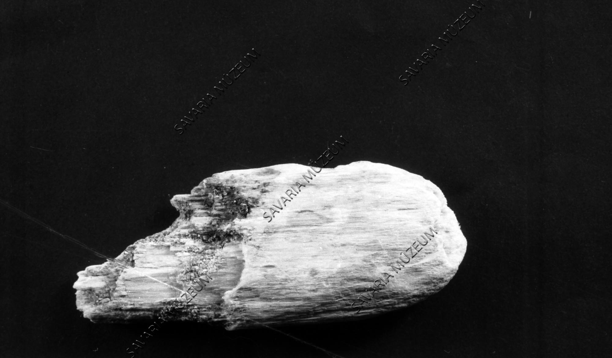 Lekoptatott, kovásodott fatörzs Megyaszóról (Savaria Megyei Hatókörű Városi Múzeum, Szombathely CC BY-NC-SA)