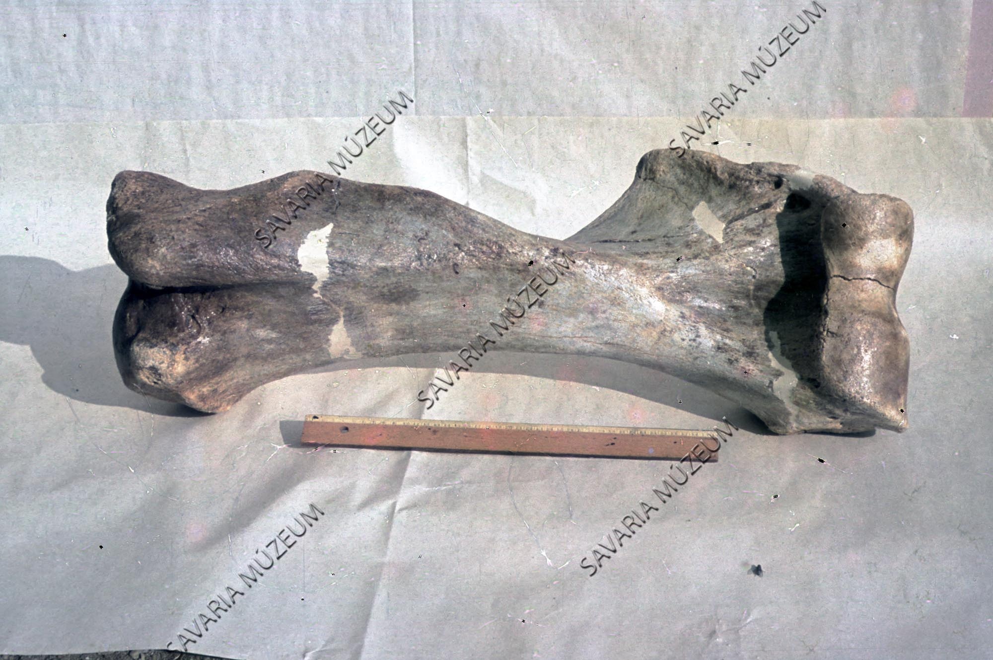 Cfr. Mastodon Anancus arvernensis (Croiset et Jobert) humerus (Savaria Megyei Hatókörű Városi Múzeum, Szombathely CC BY-NC-SA)