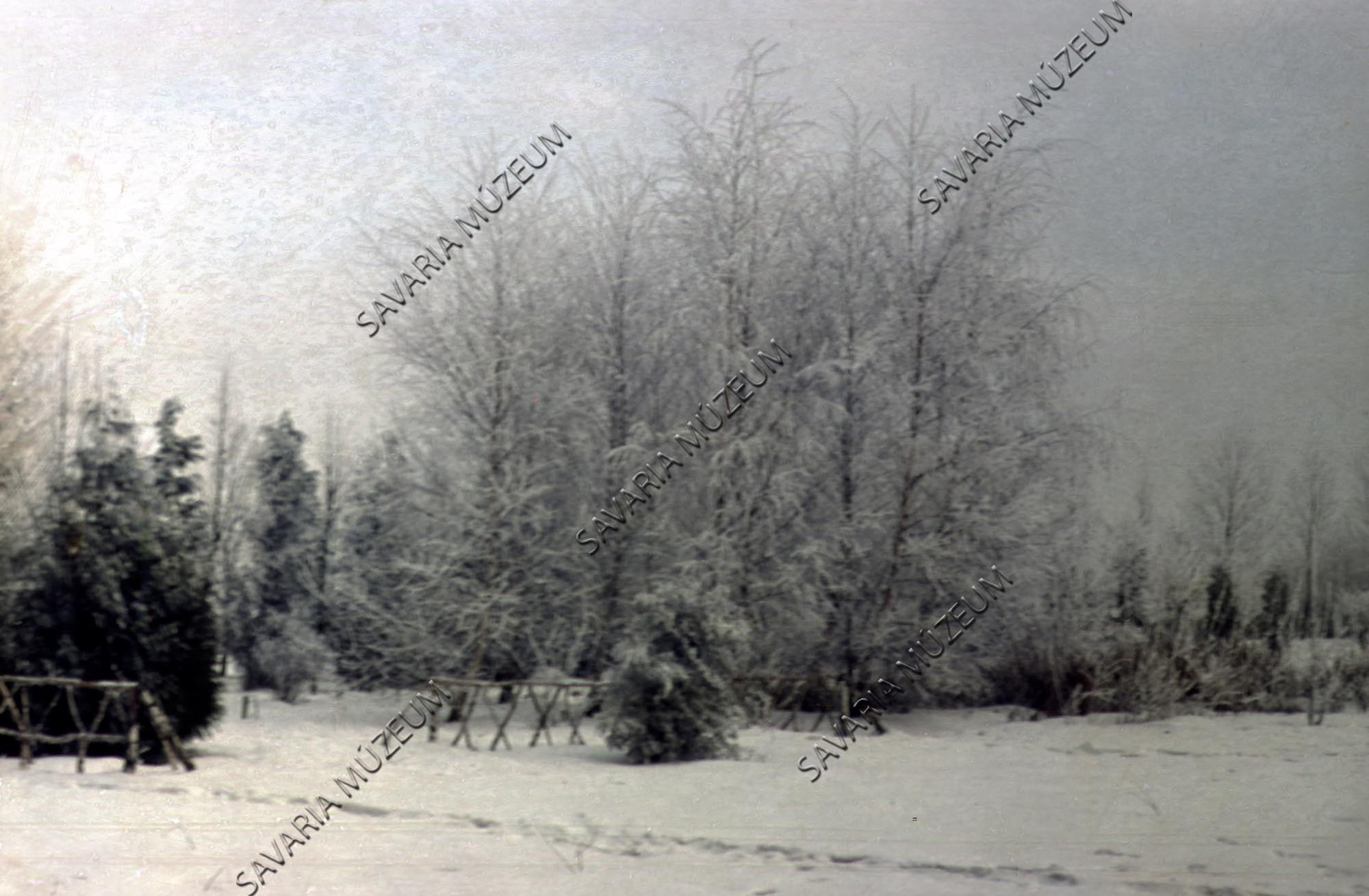 Arborétum téli részlet (Savaria Megyei Hatókörű Városi Múzeum, Szombathely CC BY-NC-SA)