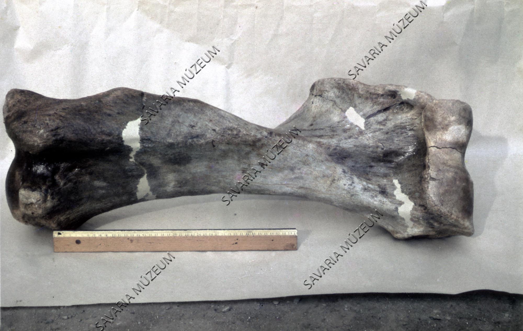 Mastodon cfr. Anancus arvernensis (Croiset et Jobert) humerus (Savaria Megyei Hatókörű Városi Múzeum, Szombathely CC BY-NC-SA)