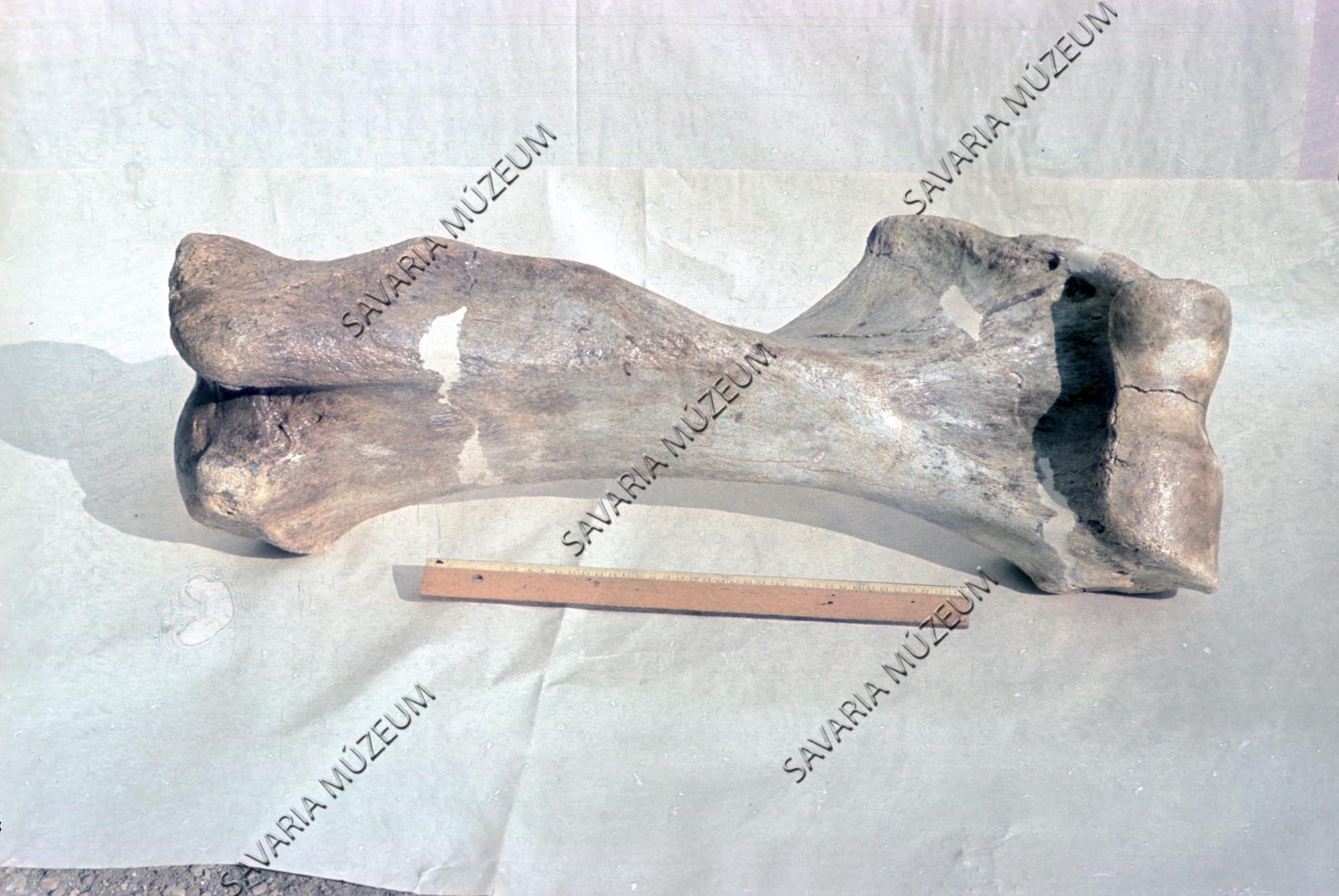 Cfr. Mastodon Anancus arvernensis (Croiset et Jobert) (Savaria Megyei Hatókörű Városi Múzeum, Szombathely CC BY-NC-SA)