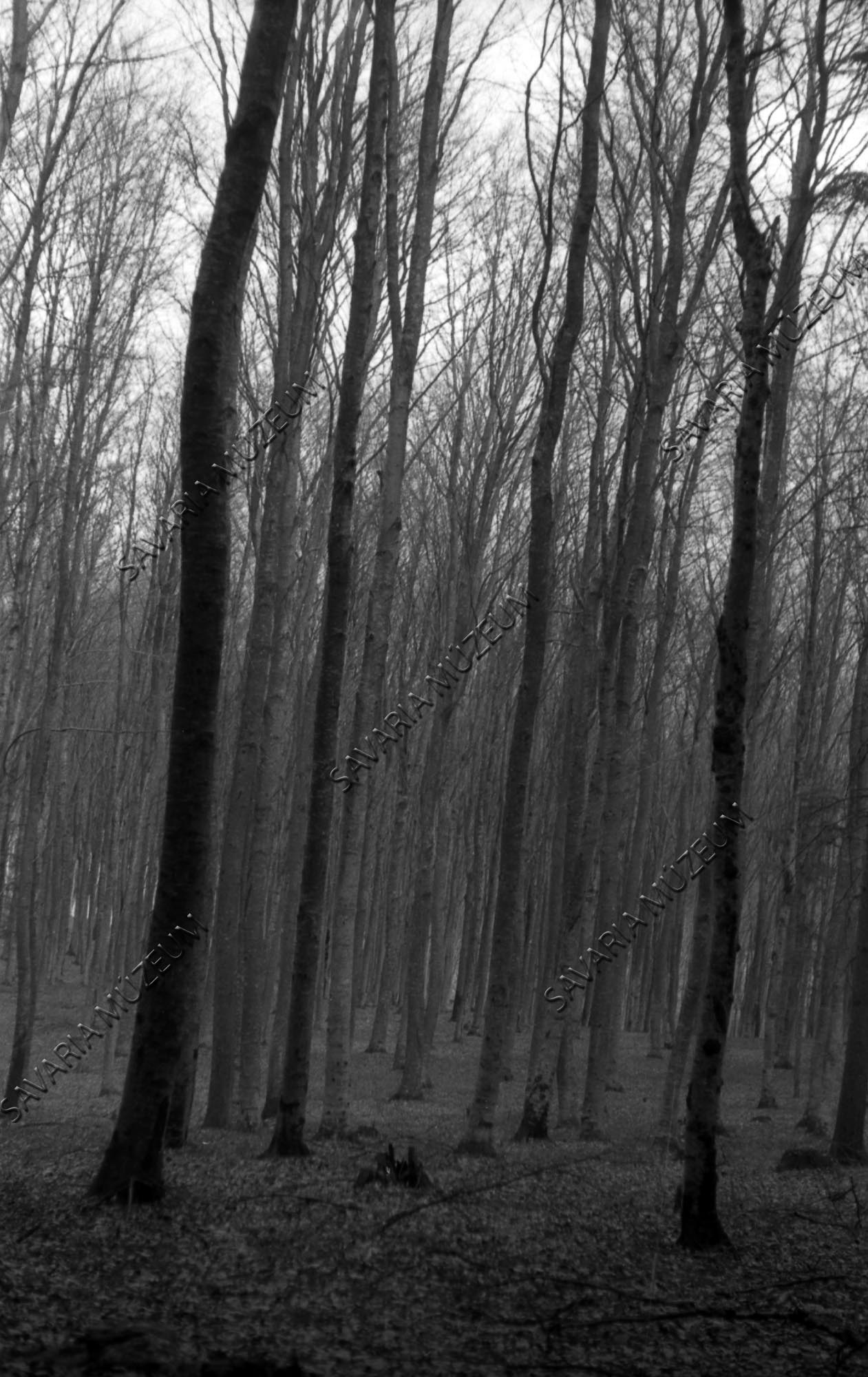 Erdő-részlet (Savaria Megyei Hatókörű Városi Múzeum, Szombathely CC BY-NC-SA)