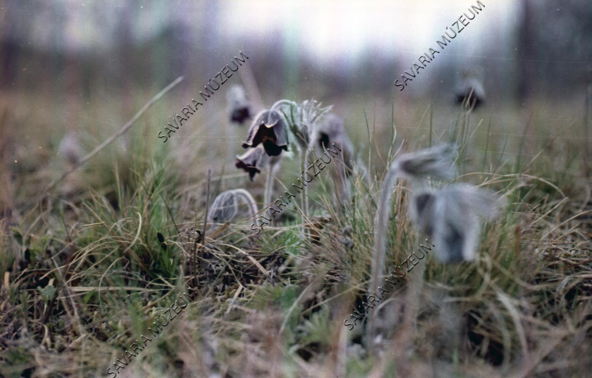 Pulsatilla nigricans (Savaria Megyei Hatókörű Városi Múzeum, Szombathely CC BY-NC-SA)