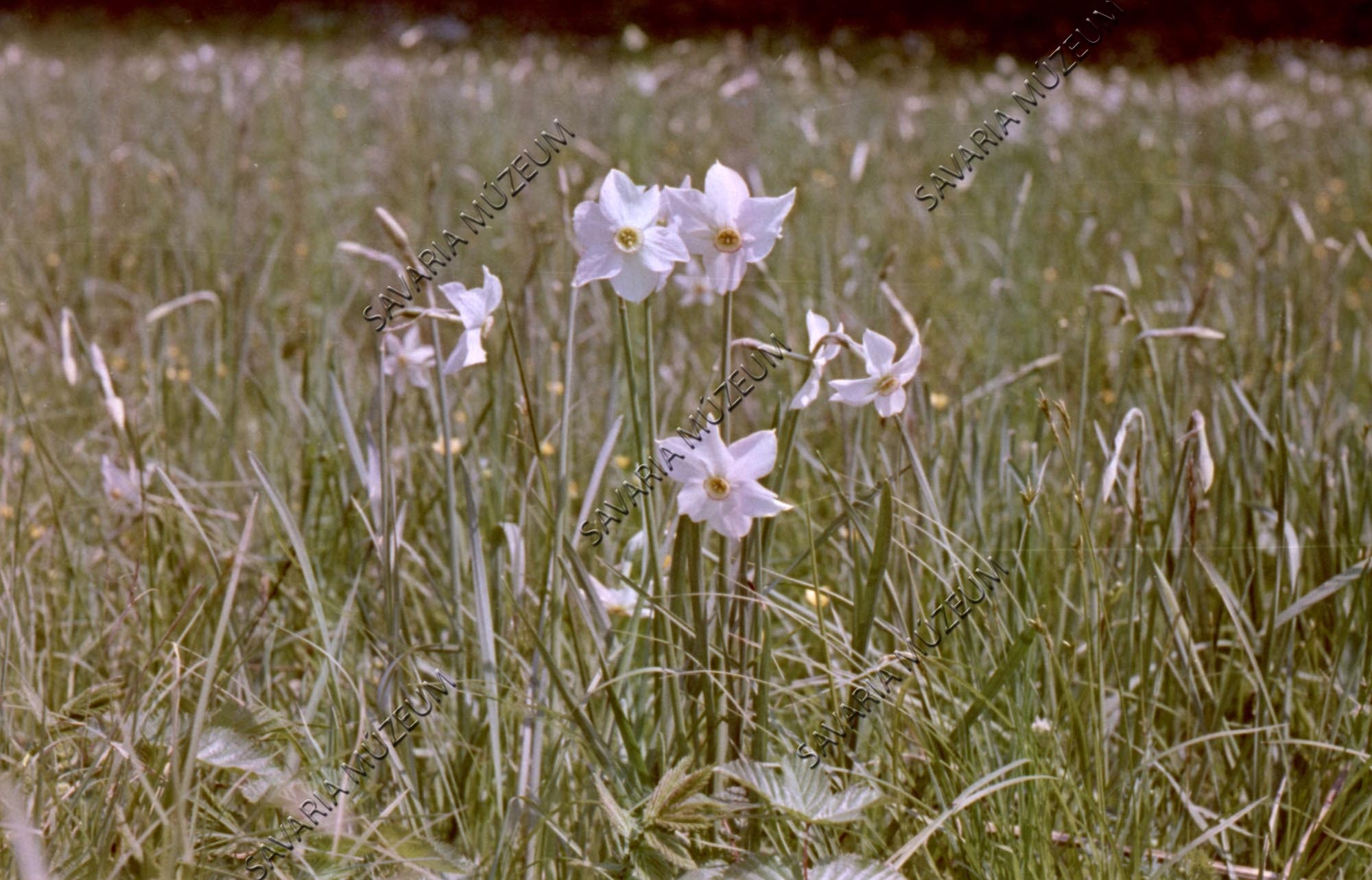 Narcissus stellaris (Savaria Megyei Hatókörű Városi Múzeum, Szombathely CC BY-NC-SA)